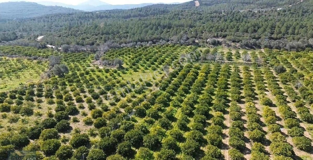 Seferihisar Payamlı Satılık Bağ & Bahçe Seferihisar Payamlı Satılık Bakımlı Bahçe.