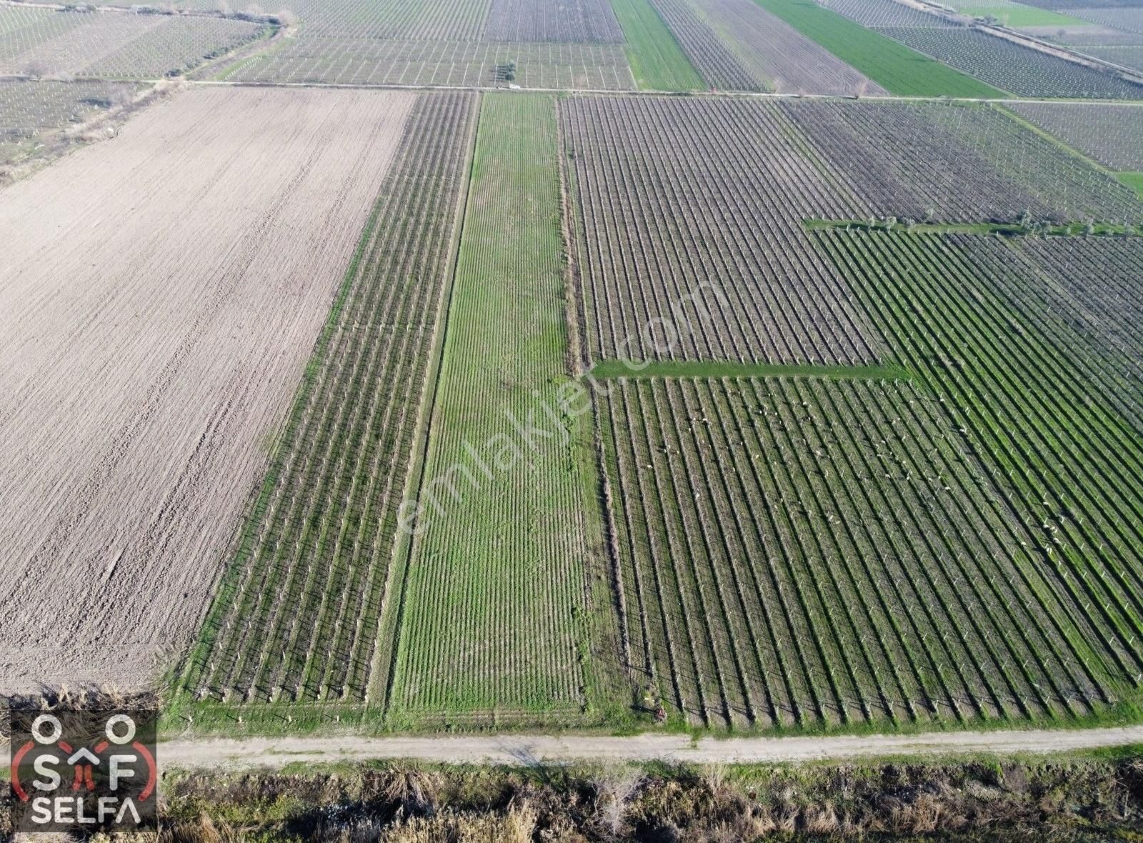 Saruhanlı Paşaköy Satılık Tarla Saruhanlı Paşaköyde Satılık 10.700 M² Yola Cepheli Eğimsiz Tarla