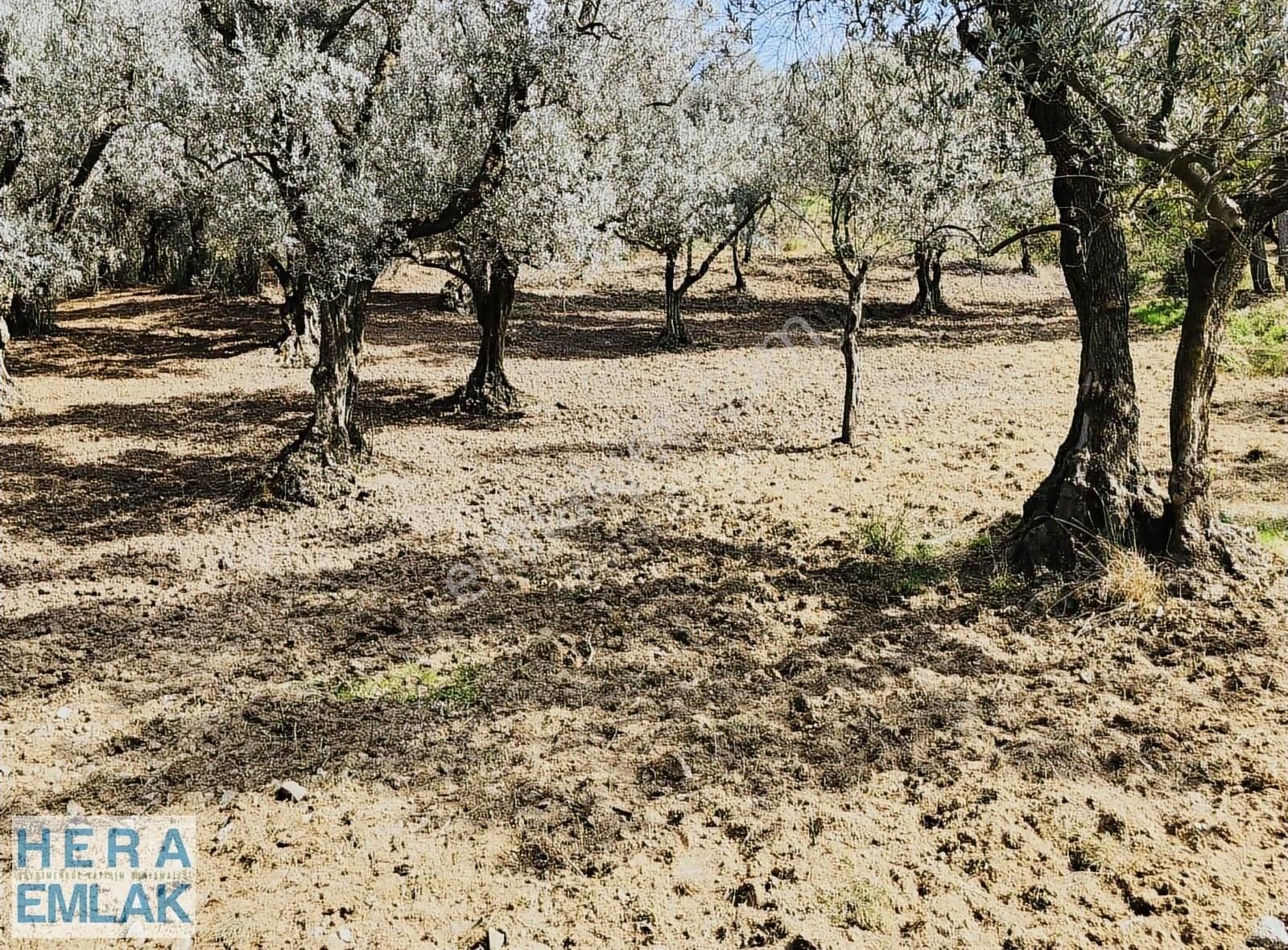 Yerleşime Yakın. Göl Ve Köy Manzaralı. Dümdüz Hobi Bahçesi - Görsel 5