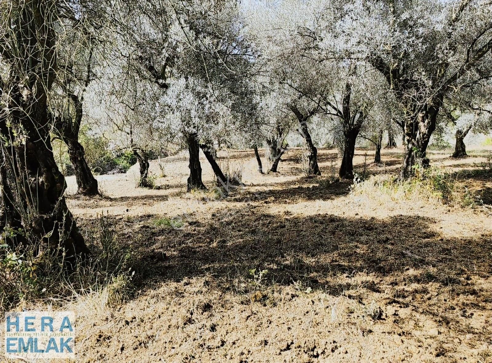 Yerleşime Yakın. Göl Ve Köy Manzaralı. Dümdüz Hobi Bahçesi - Görsel 2
