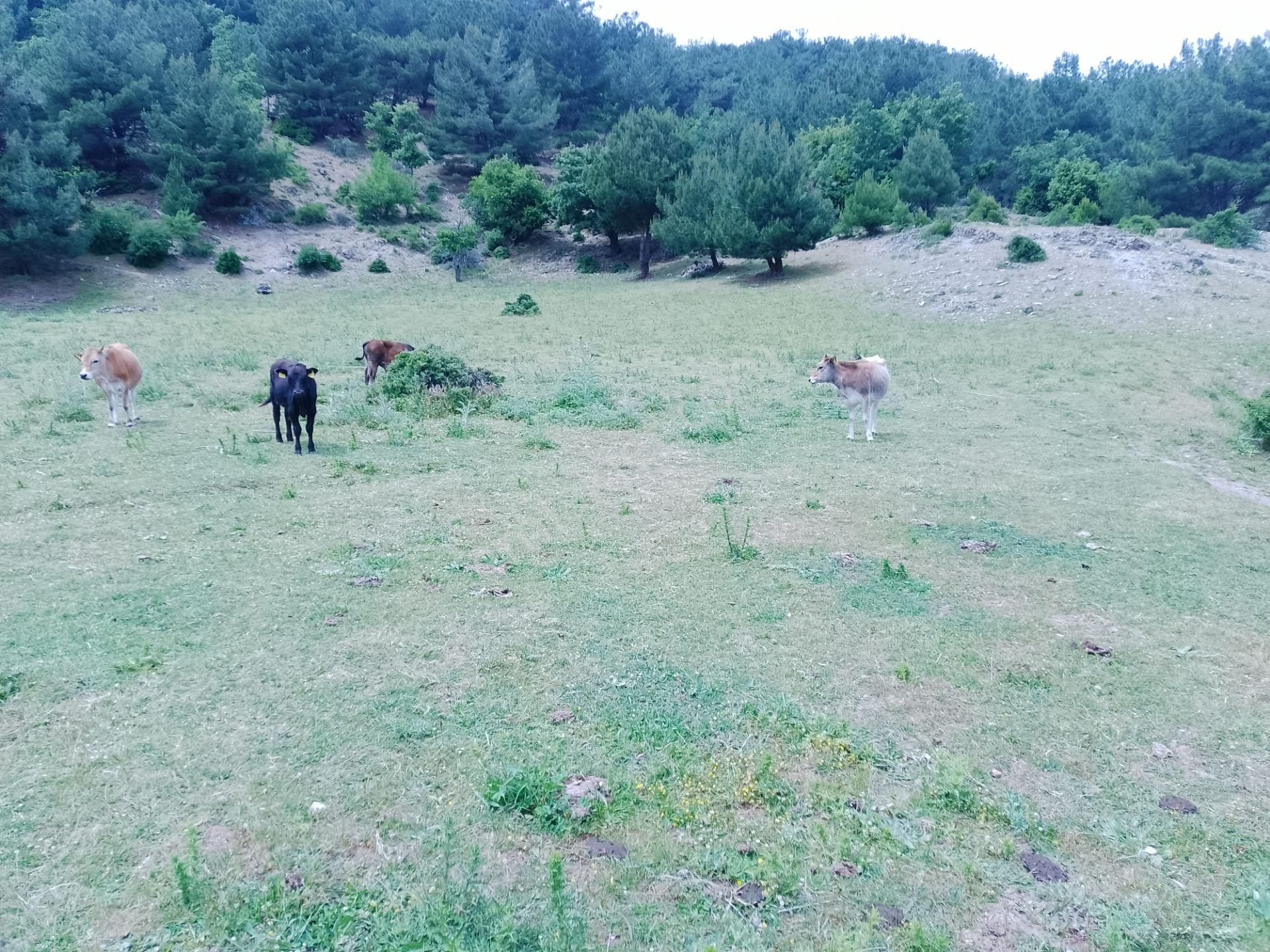 Havran Karalar Satılık Tarla Eryılmaz Gayrimenkul'den Havran Karalar Köyünde 5307 M2 Satılık Tarla