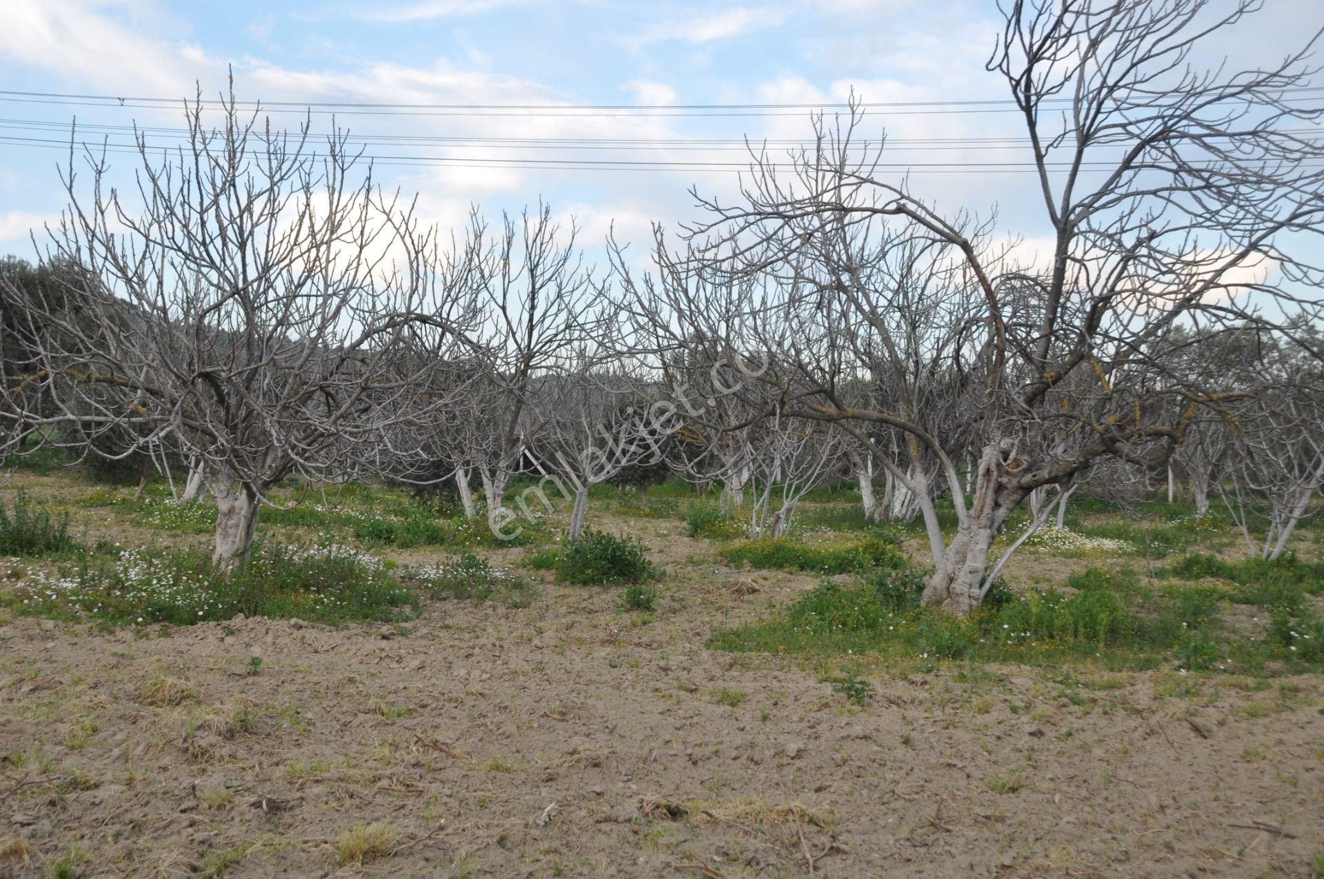 Söke'ye Yakın Satılık Zeytin İncir Bahçesi - Görsel 8