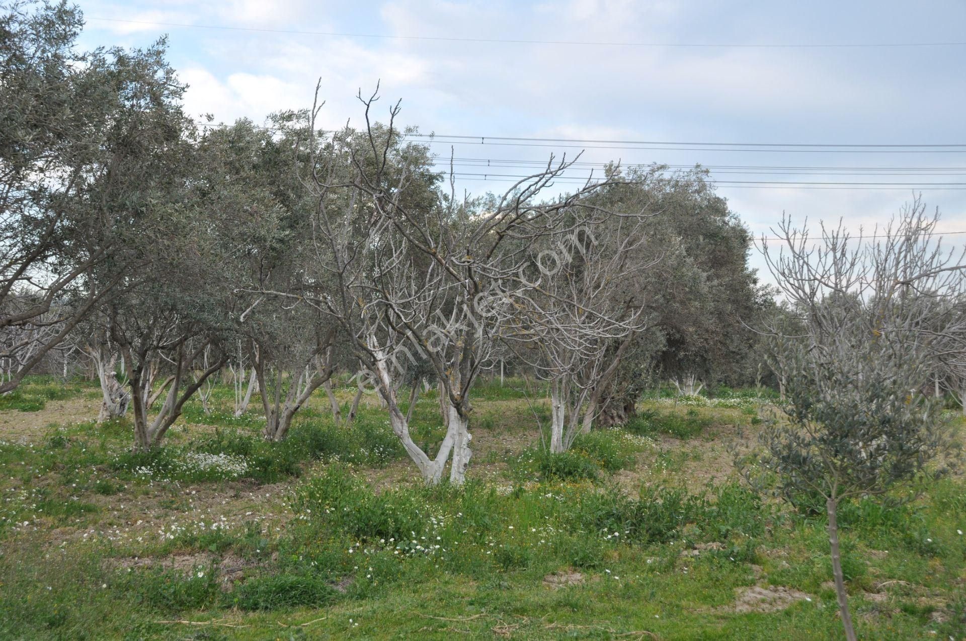 Söke'ye Yakın Satılık Zeytin İncir Bahçesi - Görsel 2