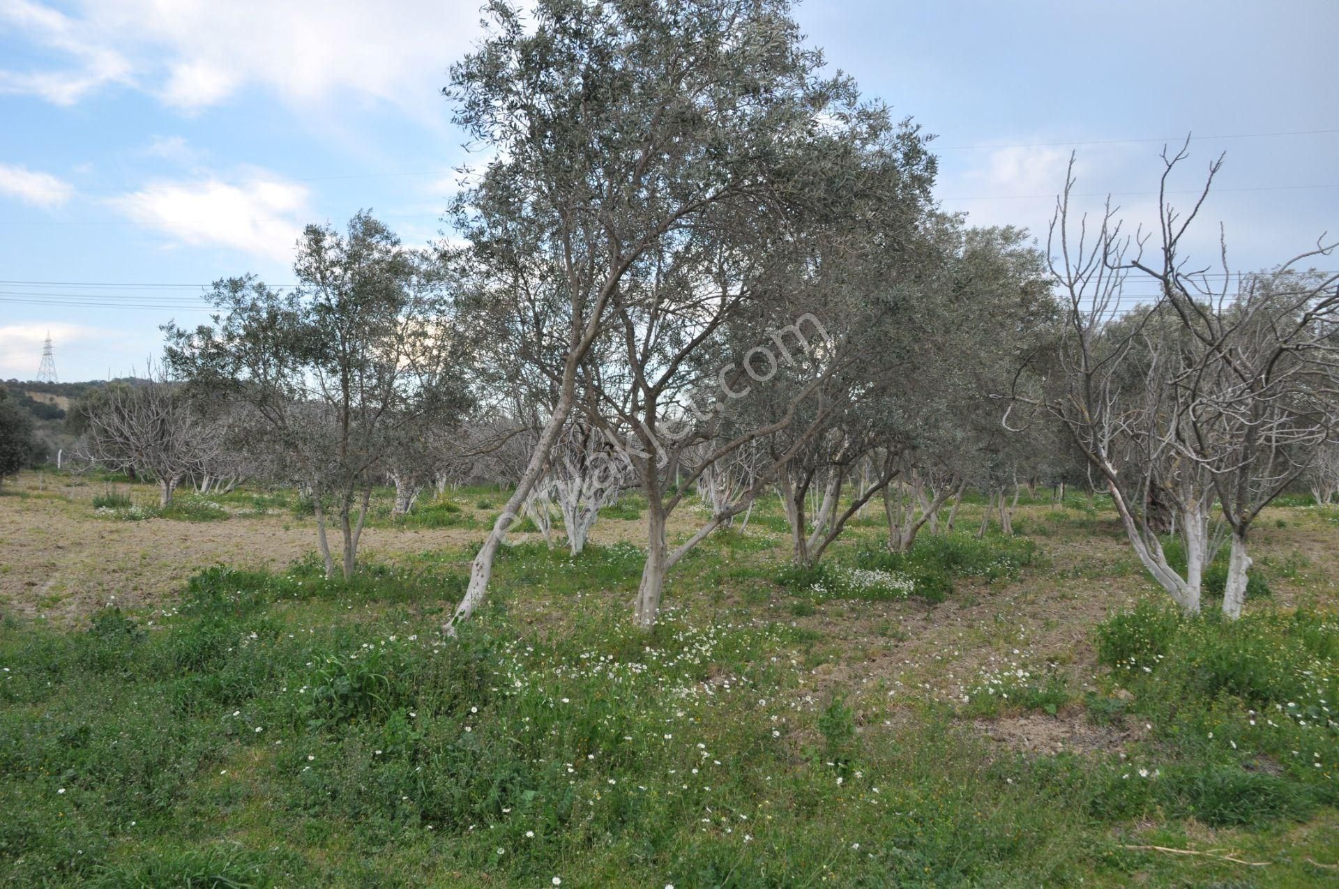 Söke'ye Yakın Satılık Zeytin İncir Bahçesi - Görsel 6