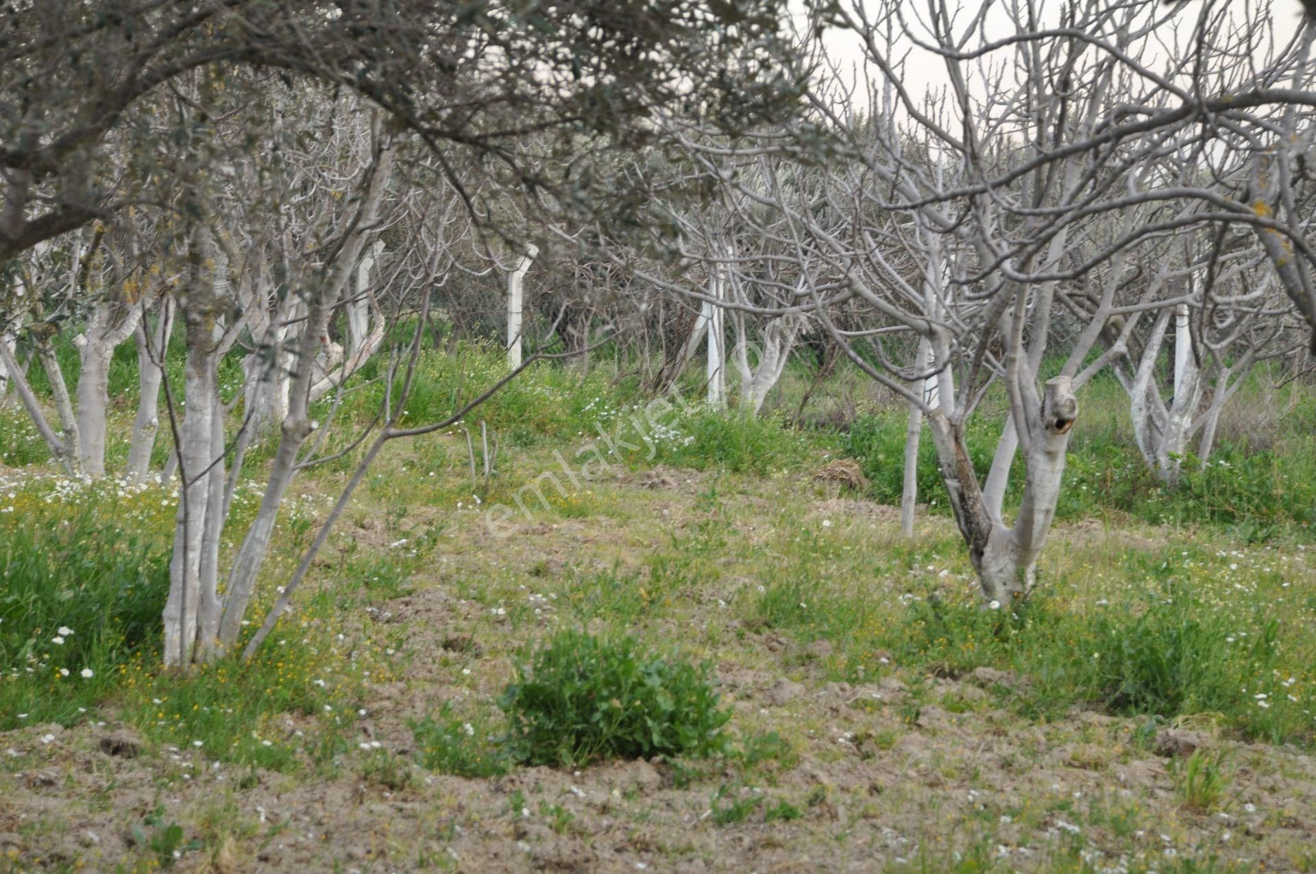 Söke'ye Yakın Satılık Zeytin İncir Bahçesi - Görsel 13