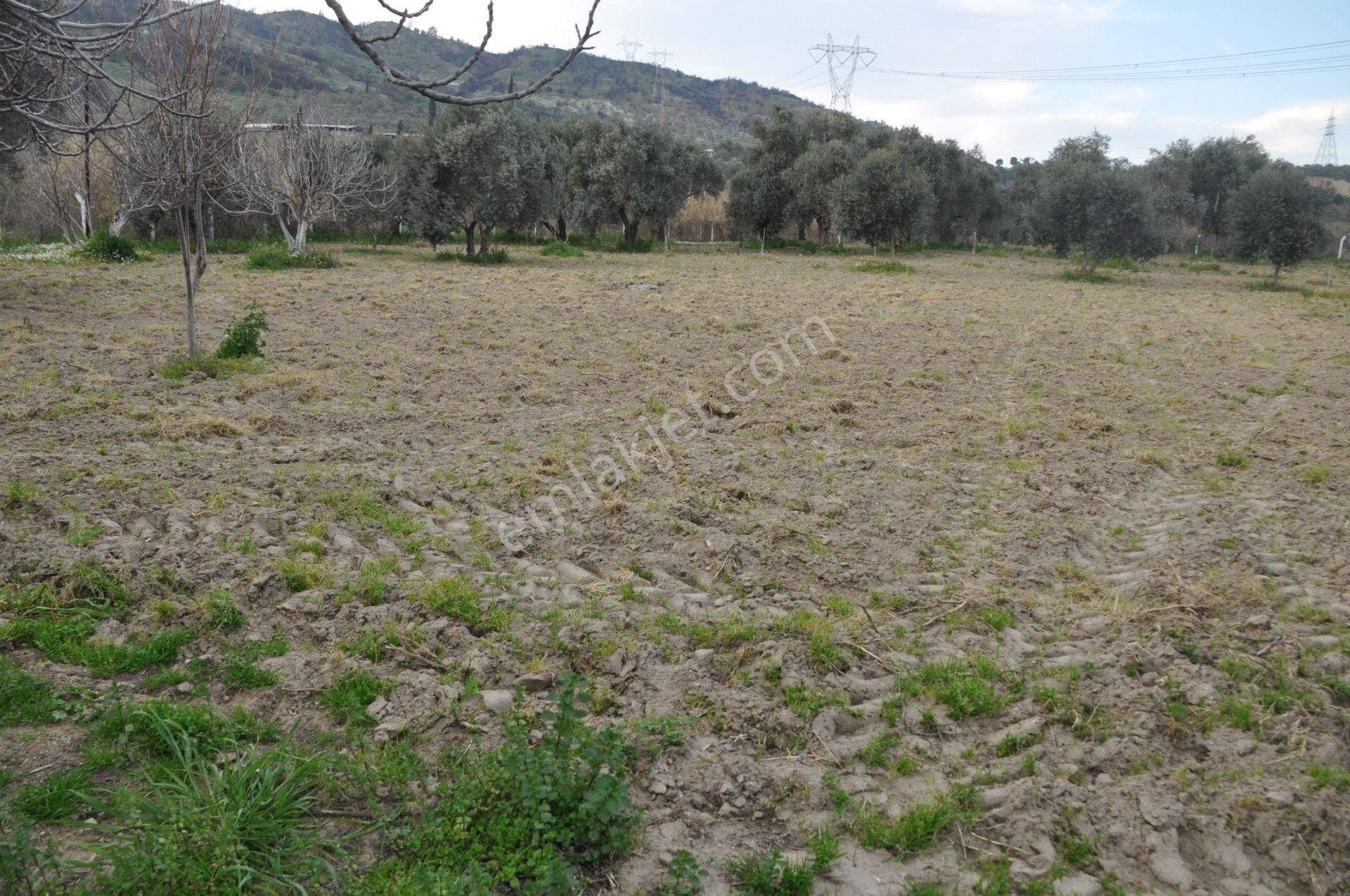 Söke'ye Yakın Satılık Zeytin İncir Bahçesi - Görsel 19