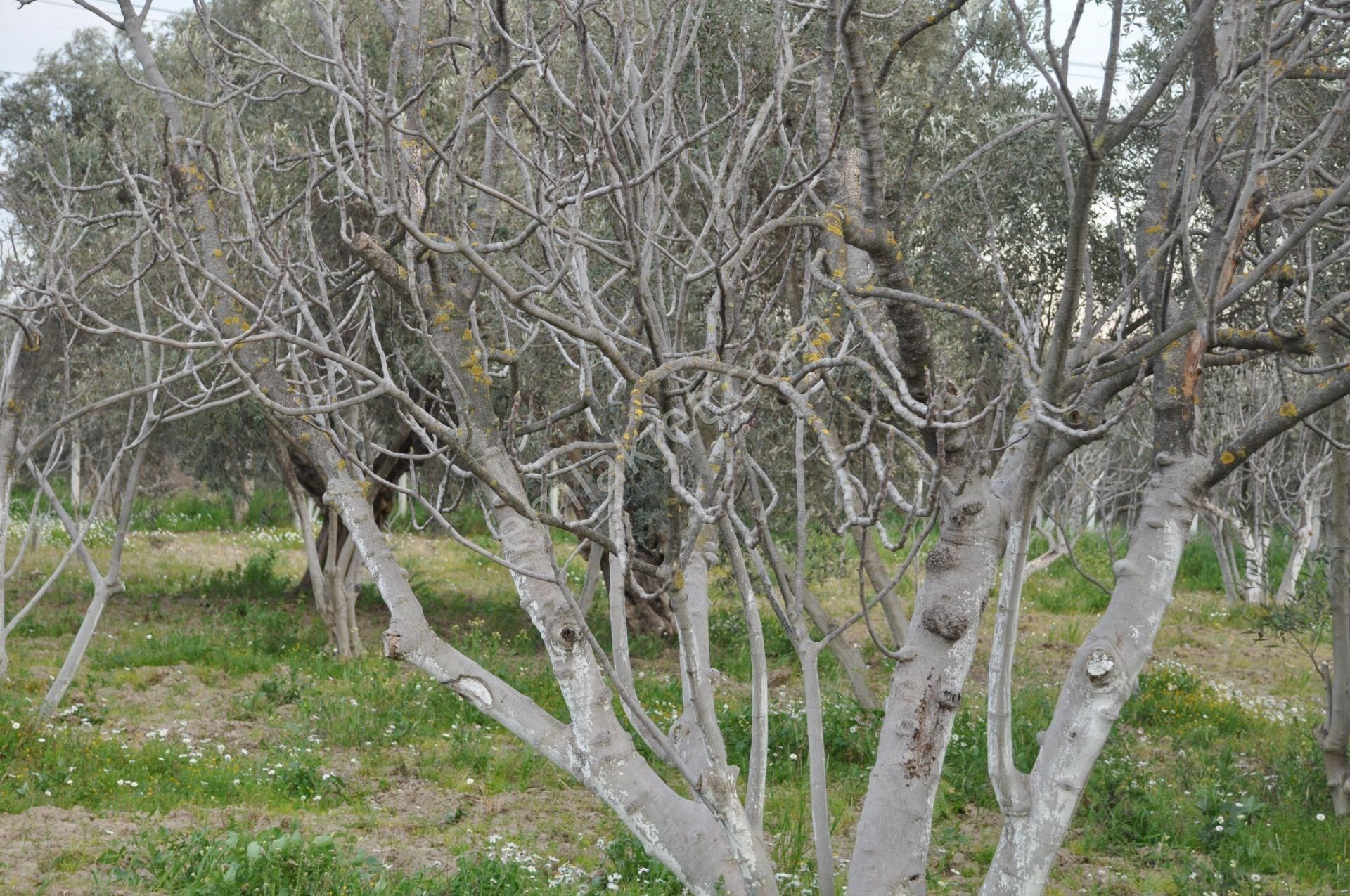Söke'ye Yakın Satılık Zeytin İncir Bahçesi - Görsel 11