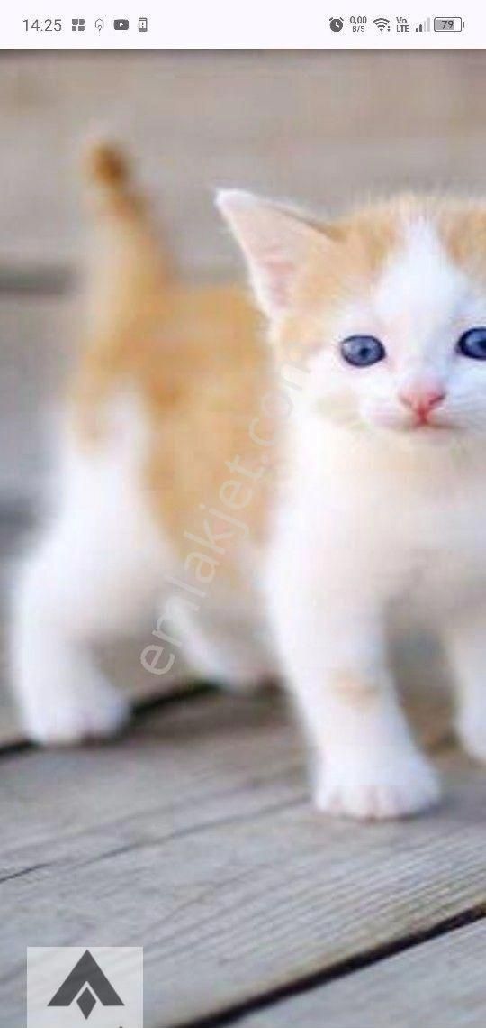 My Ekipdenbursa Mudanya Çepni De Yol Su Elektirik Sorunu Olmayan Yola Cephe Arazi Tam Yatırımlık - Görsel 8