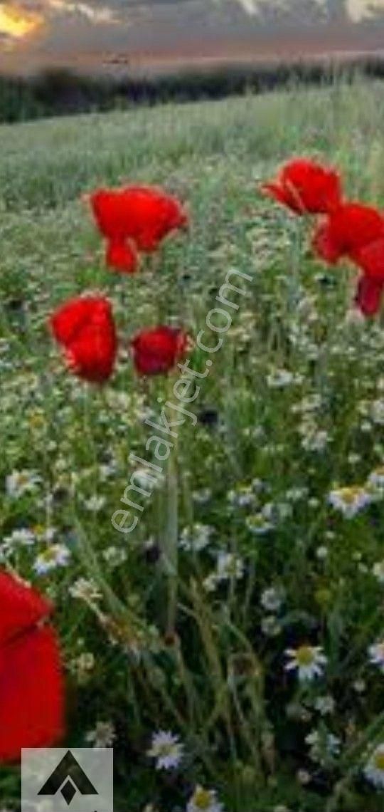 My Ekipdenbursa Mudanya Çepni De Yol Su Elektirik Sorunu Olmayan Yola Cephe Arazi Tam Yatırımlık - Görsel 13