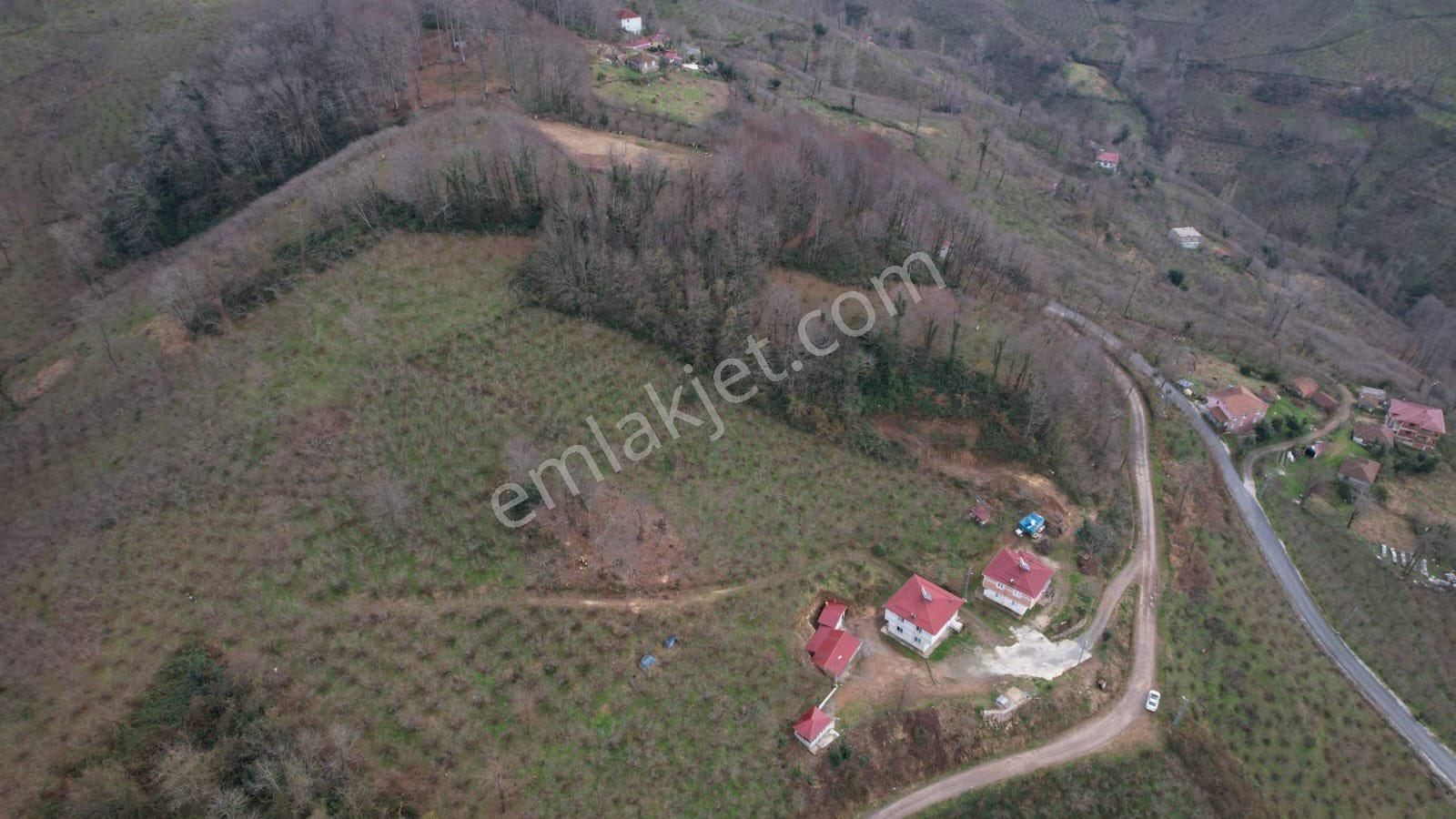 Perşembe Boğazcık Satılık Tarla Satilik Findiklik