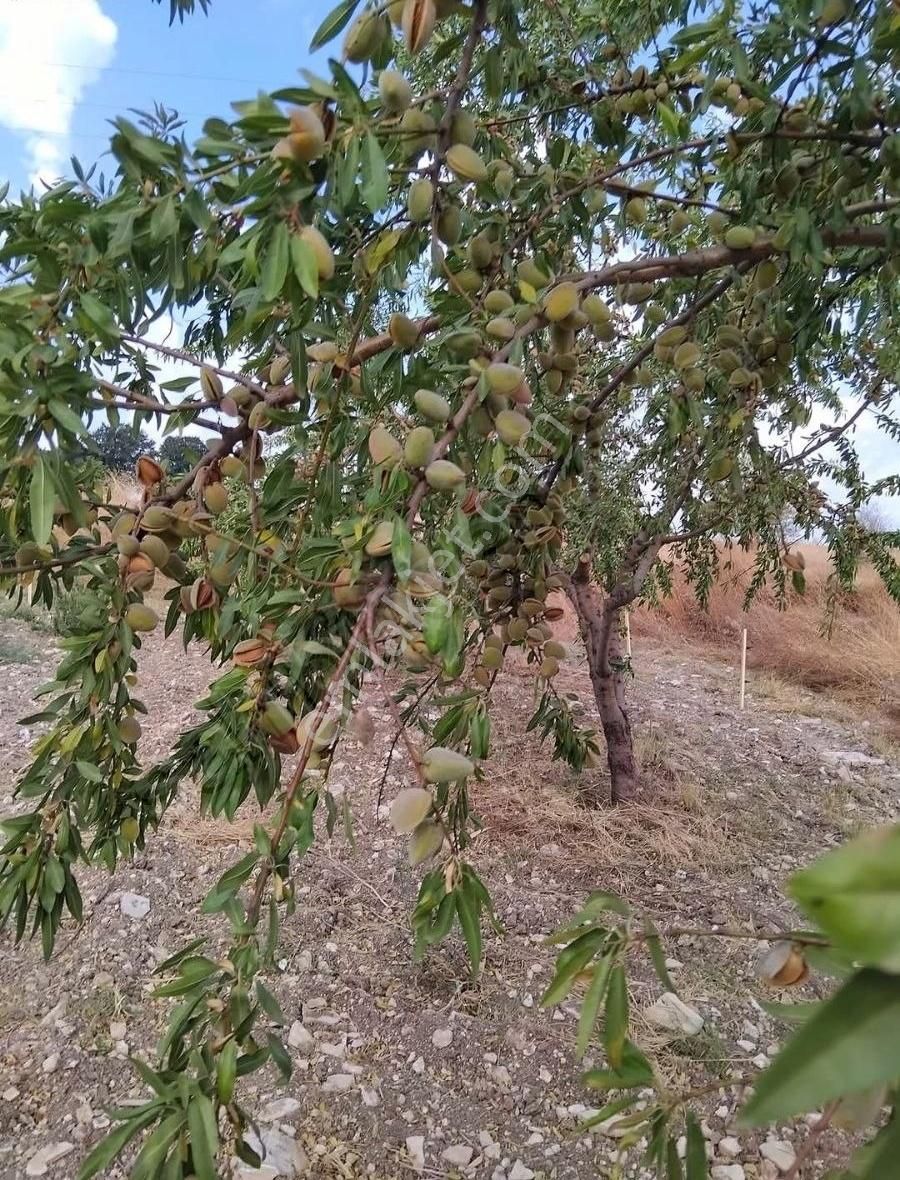 Altıeylül Karakavak Satılık Tarla Aytar's Gayrimenkul Altıeylül Karakavak Mah. Satılık Arazi 8.988