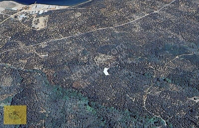 Detay Emlaktan Bandırma Edincik Mh. 709 M² Satılık Zeytinlik ! - Görsel 2
