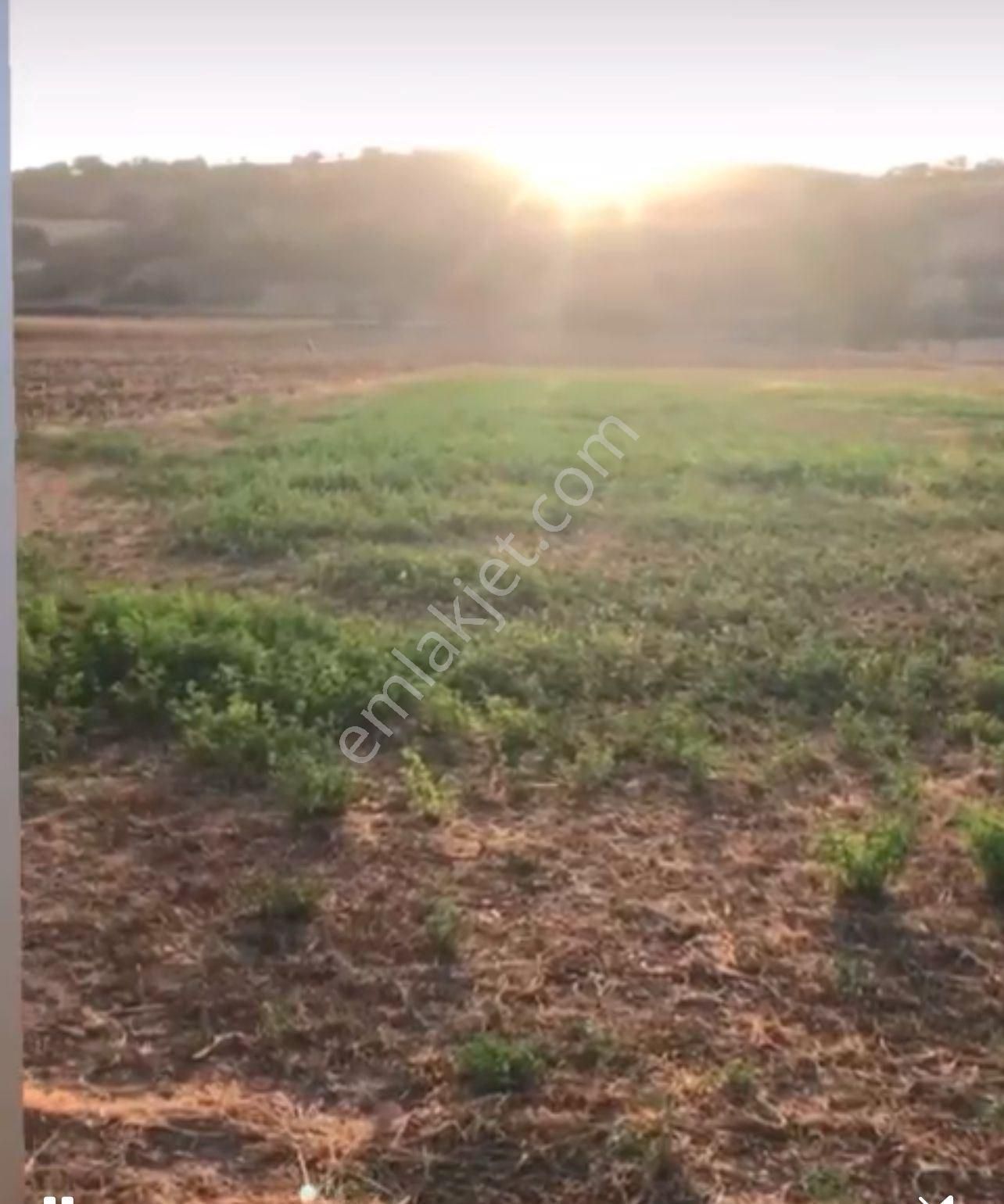 Camiatik Mah. 10950 M2 Yatırıma Uygun Yola Cepheli Satılık Tarla