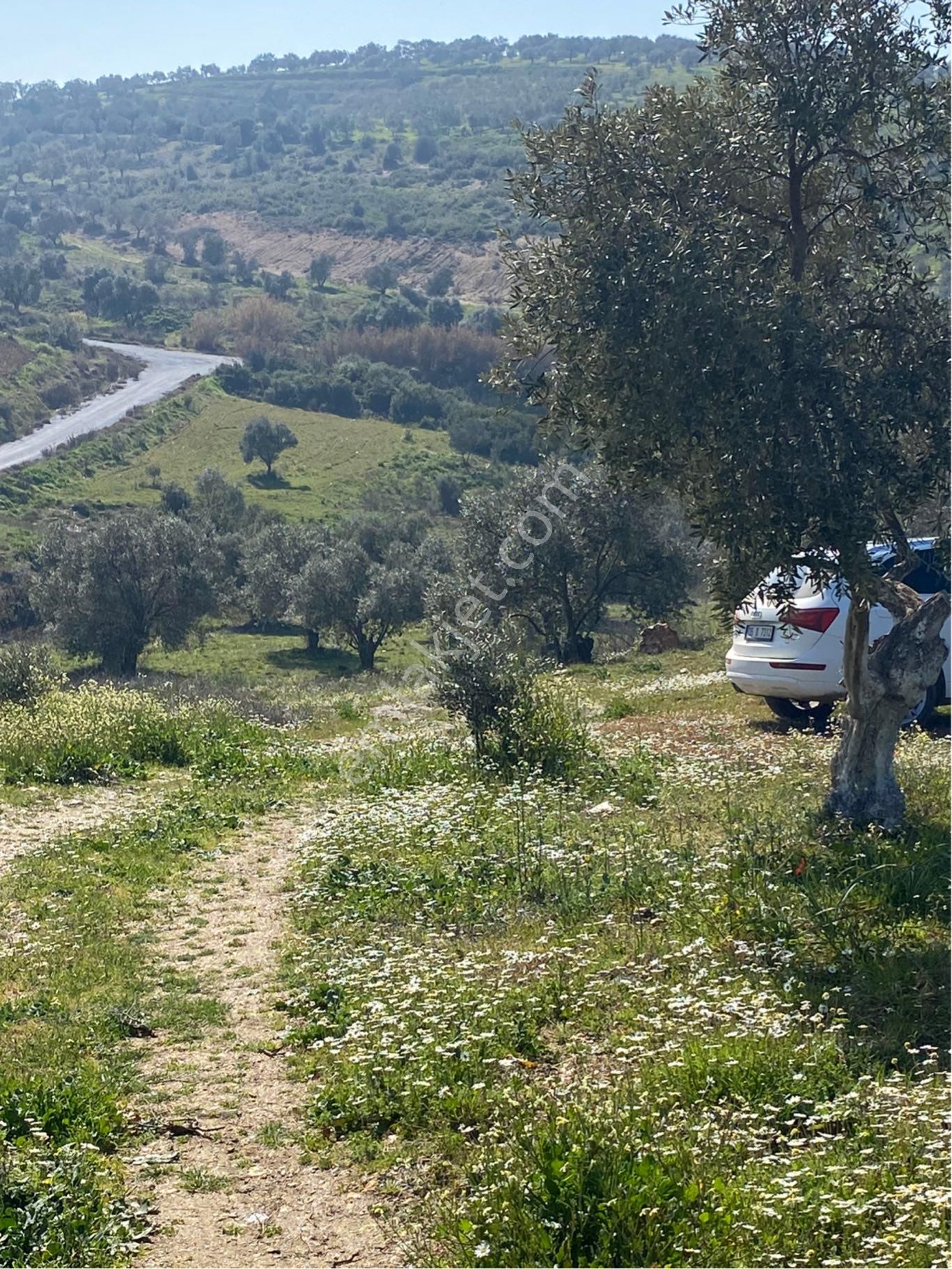 Tire Ayaklıkırı Satılık Tarla İzmir Tire Satılık Zeytin Bahçesi