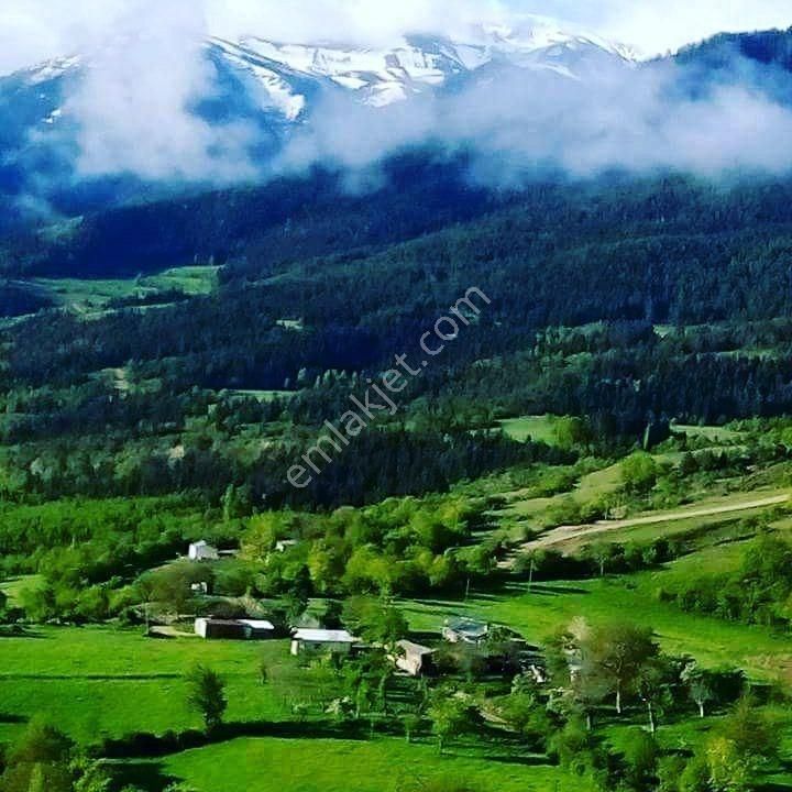 Ardanuç Bereket Köyü (Yukarı) Satılık Konut İmarlı Bereket Köyü 3tapu 13618m2 Doğa Ve Oksijen Harikası Satılık Arsa