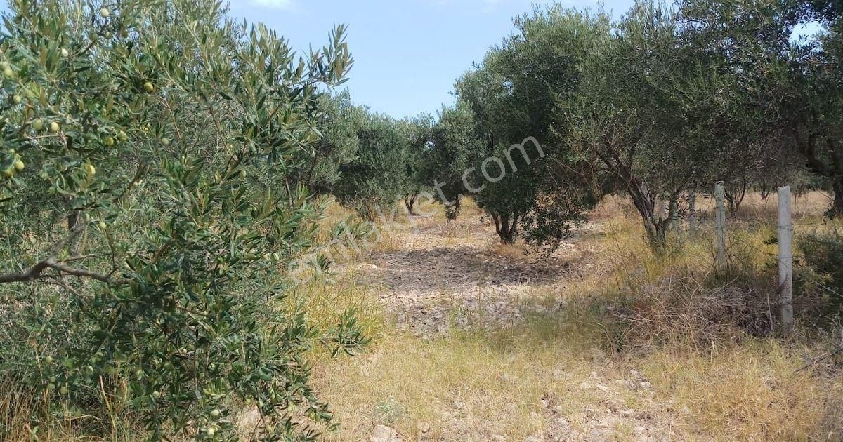 Bahadınlı Köyü 12120m2 Yatırıma Uygun Asfalt Yola Cephe Satılık Zeytinlik