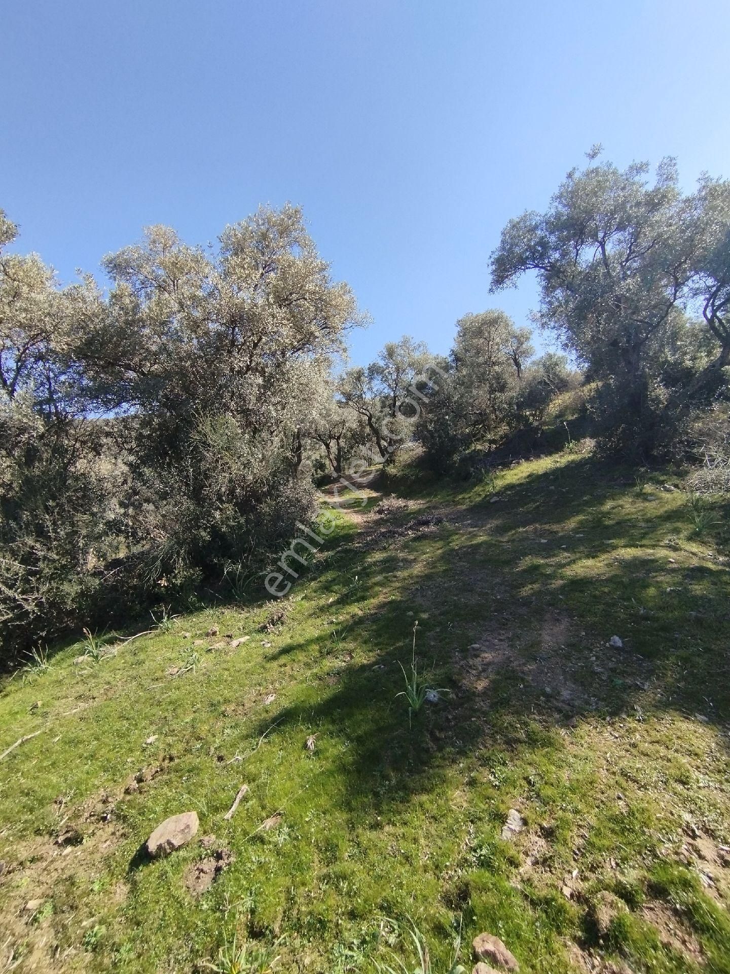 Aydın Söke Nalbantlar Mah. İçine Kadar Kadastro Yolu Bulunan Satılık Zeytinlik - Görsel 4