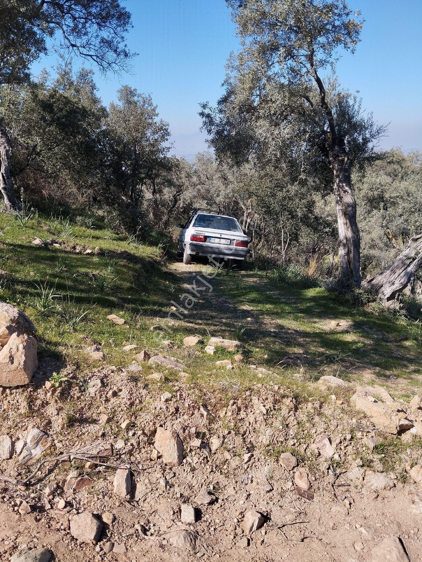 Aydın Söke Nalbantlar Mah. İçine Kadar Kadastro Yolu Bulunan Satılık Zeytinlik - Görsel 7