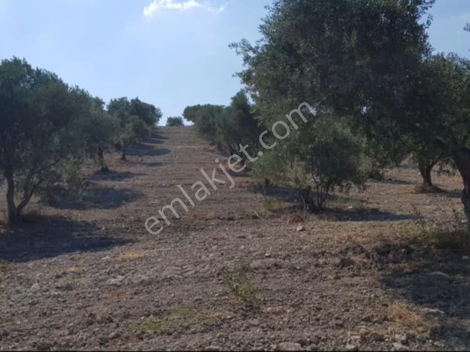 Saruhanlı Gözlet Satılık Tarla Manisa Saruhanlı Gözlet Mah. Satılık Zeytinli Tarla