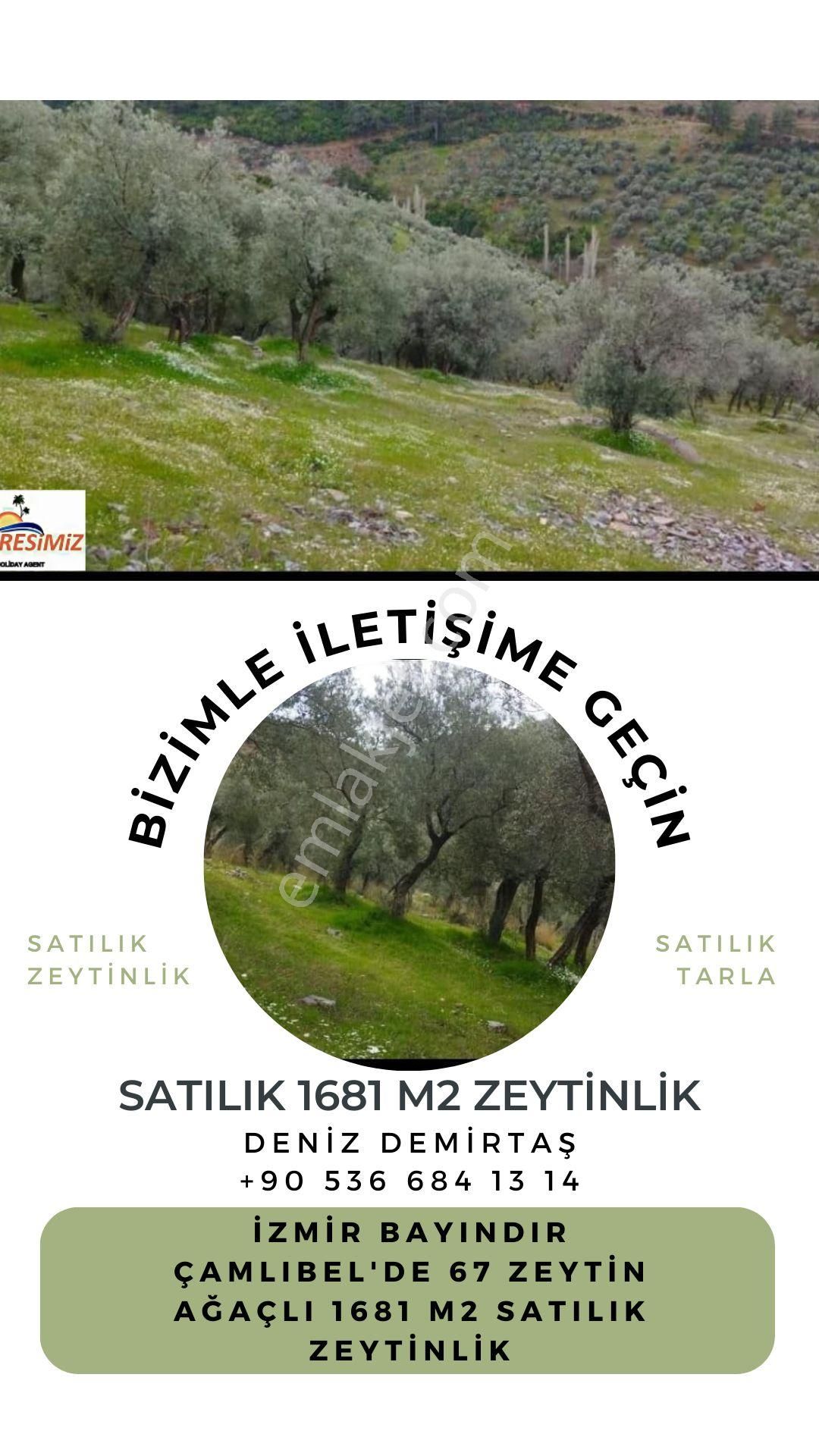 İzmir Bayındır Çamlıbel'de 1681 M2 Zeytinlik Satılık - Görsel 4