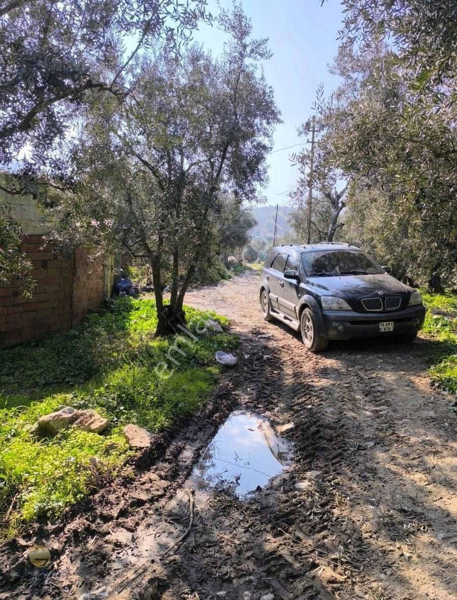 İznik Müşküle Göl Manzaralı Zeytinlik - Görsel 5