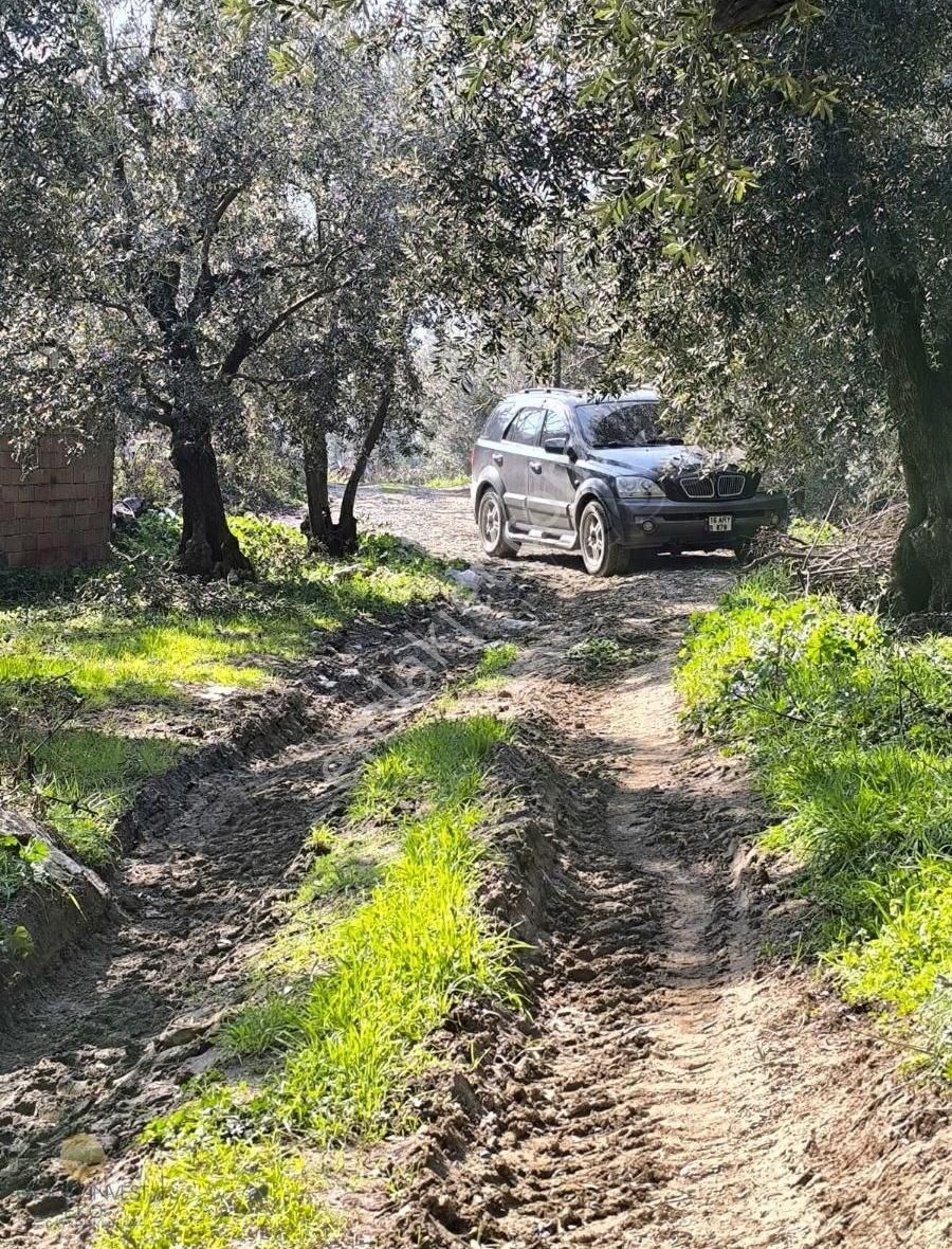 İznik Müşküle Göl Manzaralı Zeytinlik - Görsel 6
