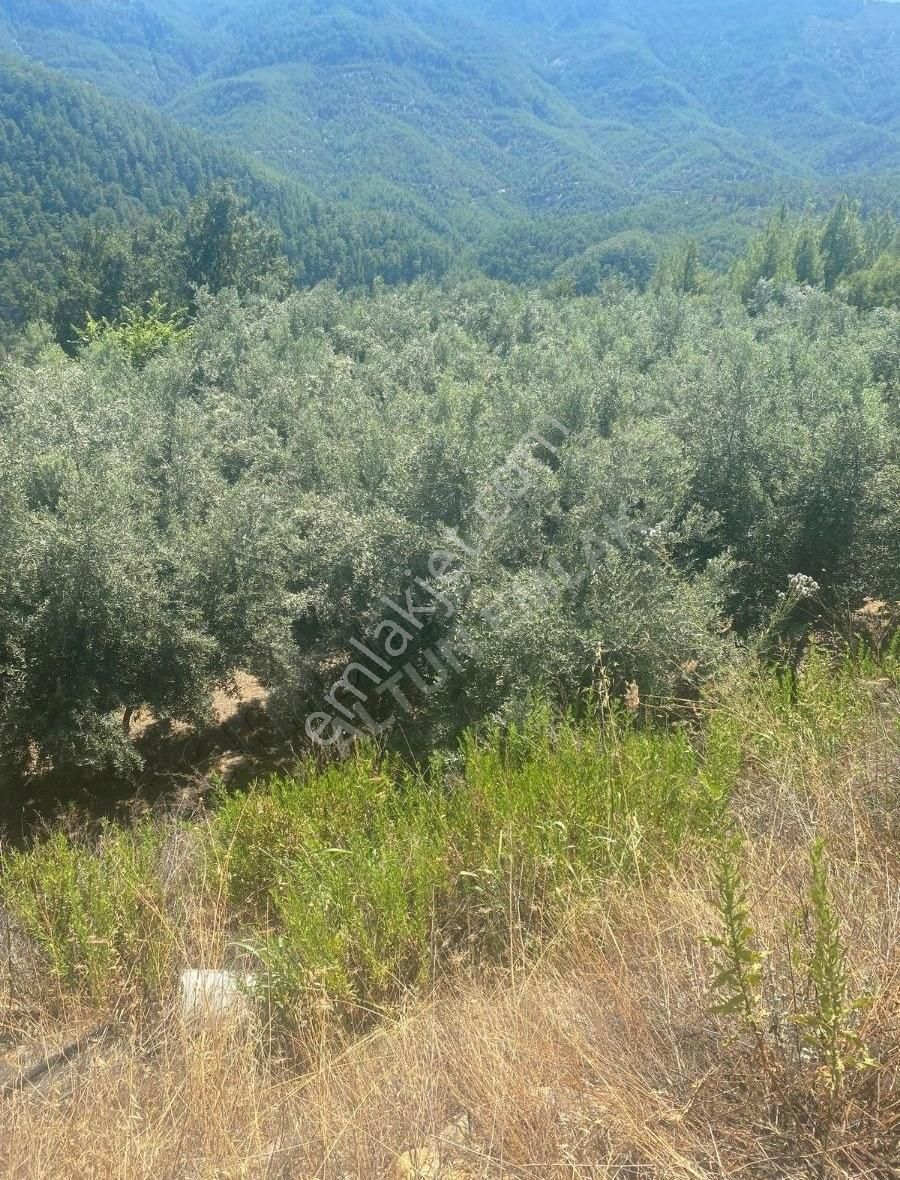 Anamur Aşağıkükür Satılık Tarla Altun Emlaktan Satılık Masrafsız Müstakil Tapulu Bahçe