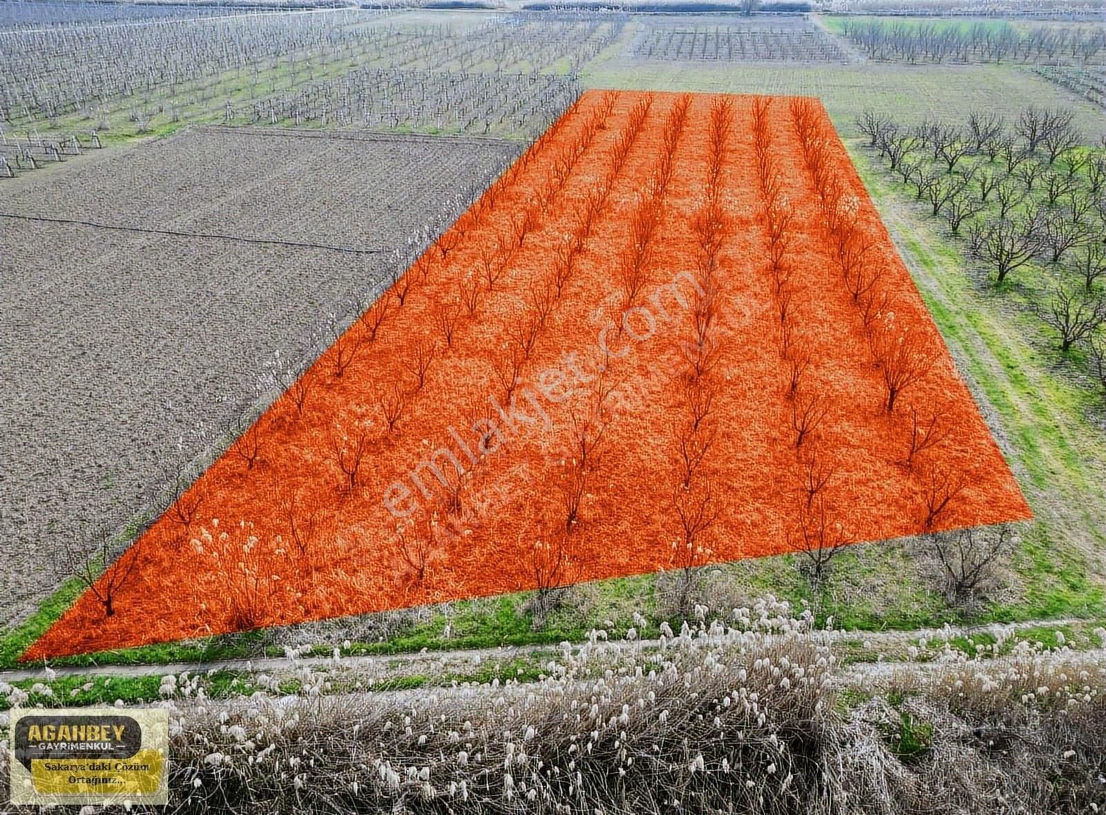 Pamukova Şeyhvarmaz Satılık Tarla Agahbey'den Şeyhvarmaz Köyünde 3100m2 Bakımlı Şeftali Bahçesi!