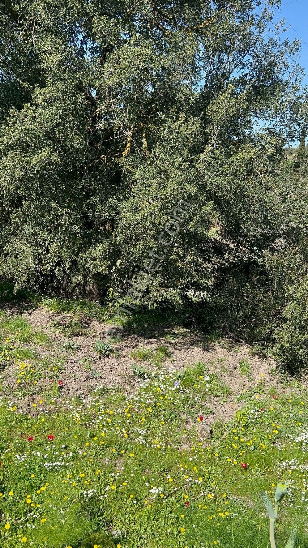 Bodrum Yenıkoy Karaova Satılık Bahce - Görsel 14