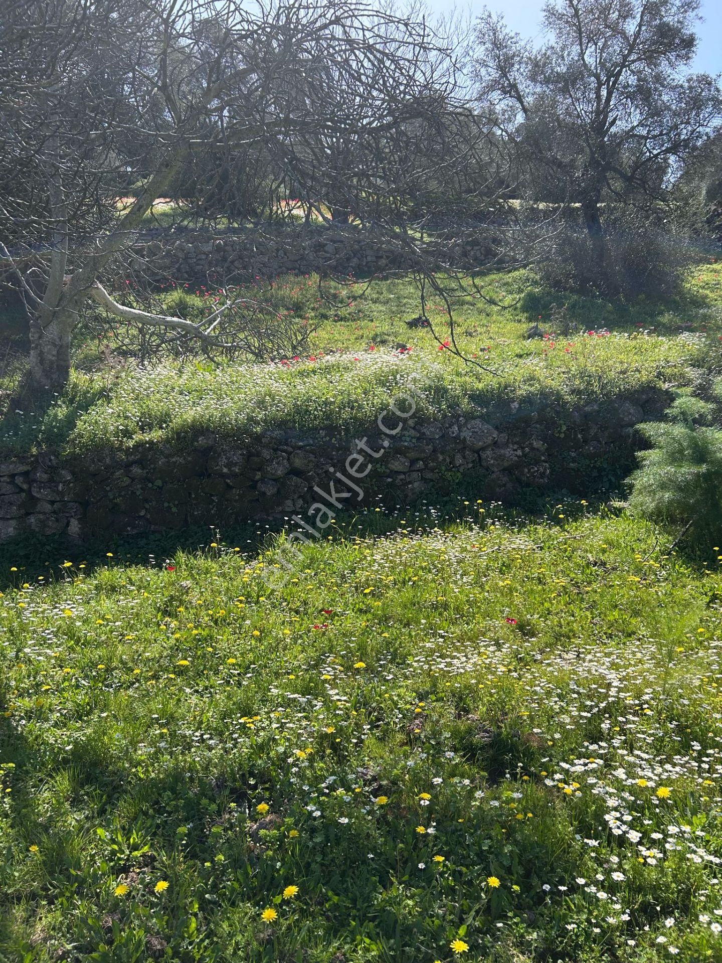 Bodrum Yenıkoy Karaova Satılık Bahce - Görsel 8