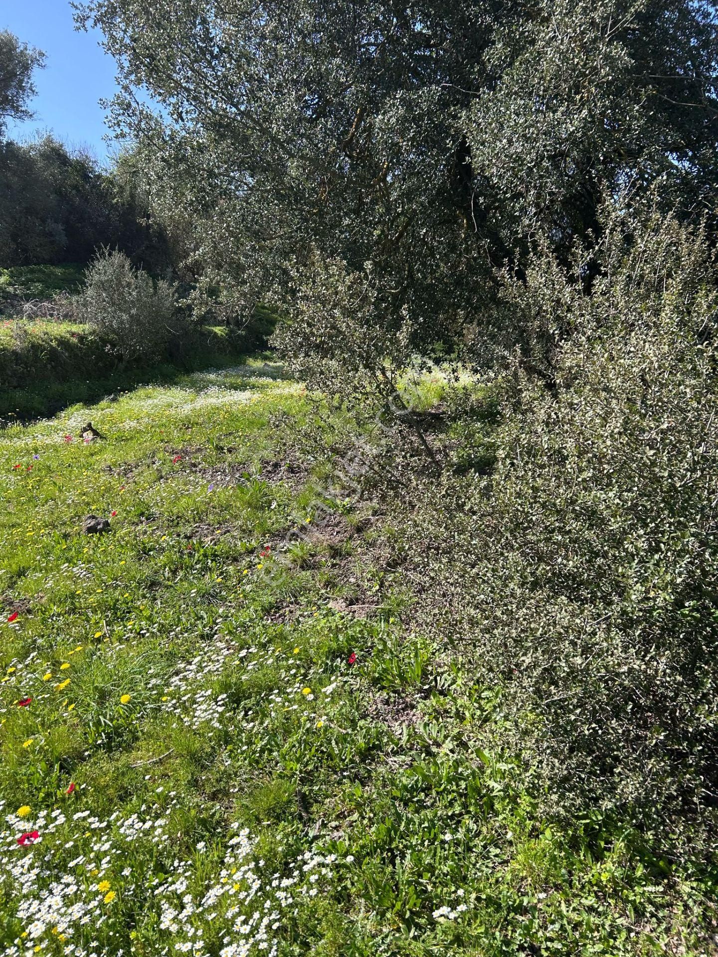 Bodrum Yenıkoy Karaova Satılık Bahce - Görsel 10
