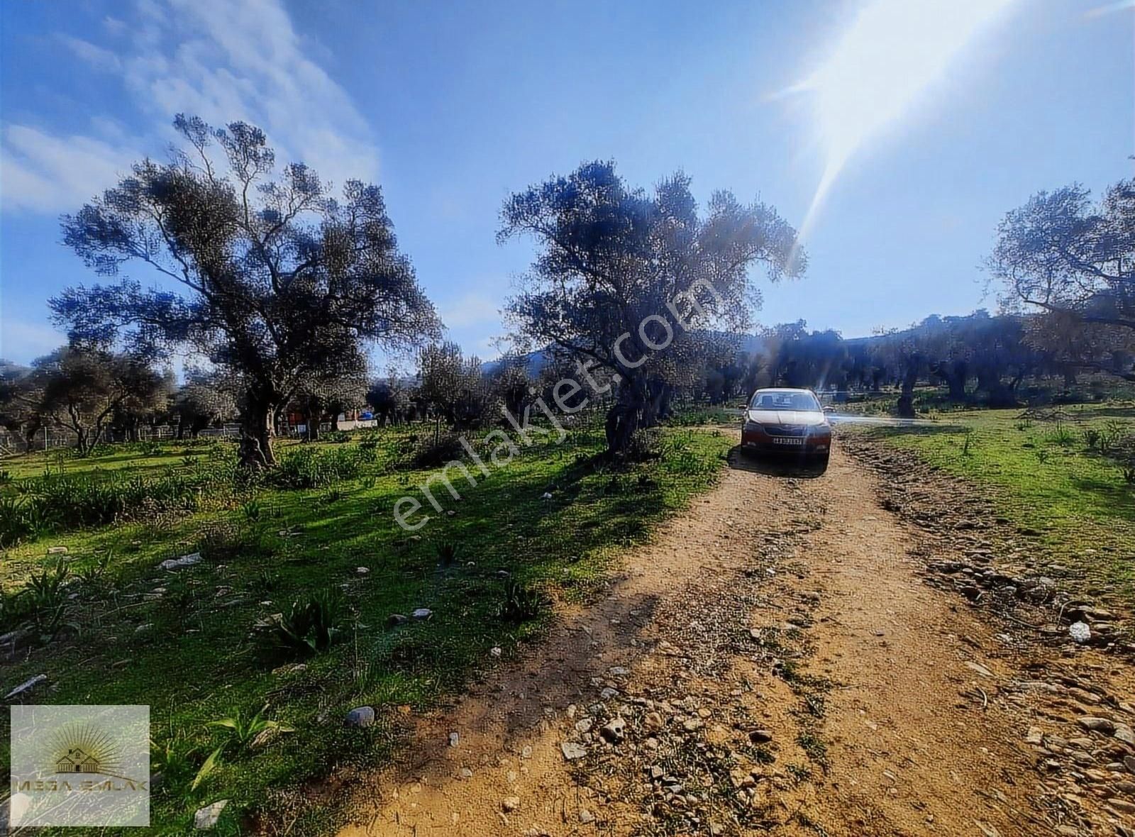 Milas Kırcağız Satılık Zeytinlik Muğla Milas Kırcağız Satılık Zeytinlik