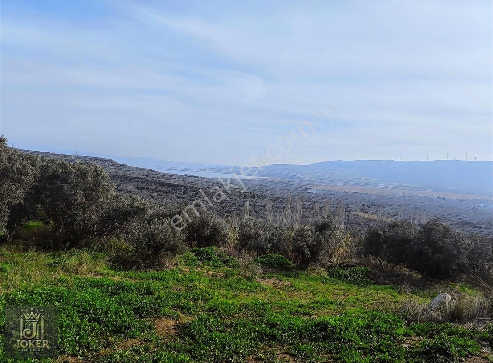 Erdek Yukarıyapıcı Satılık Zeytinlik Erdek Belkıs Mah Yaka Mevkiinde 2125 Mt Zeytinlik Satılıktır