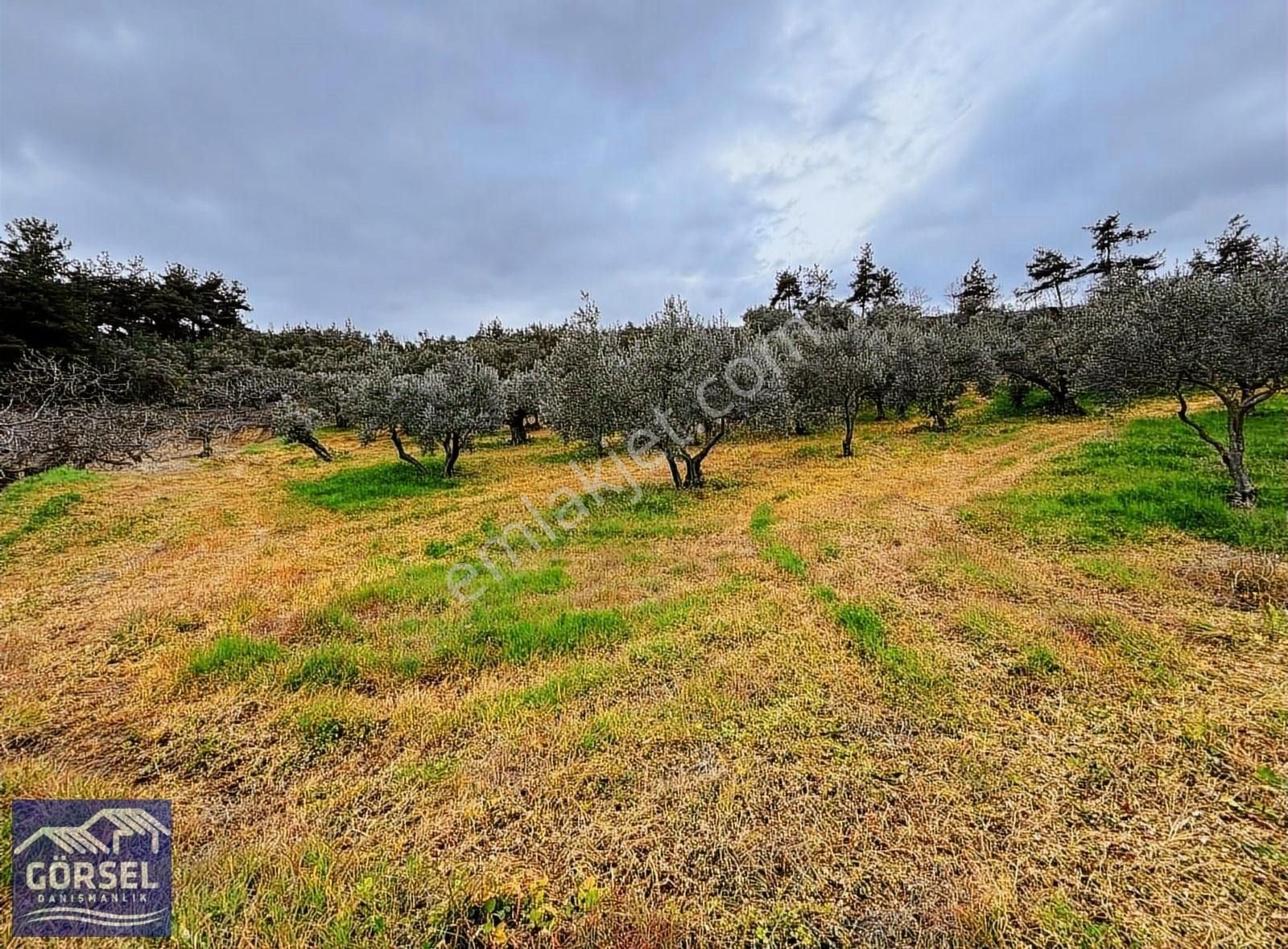 Osmangazi Gündoğdu Satılık Zeytinlik Görsel'den Gündoğdu Çapatepe Mevki 2086 M2 Zeytin İncir Bahçesi