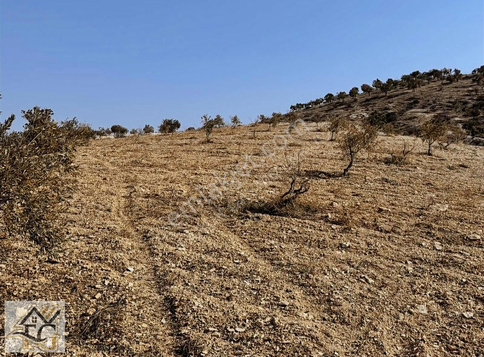 Oğuzeli Subaşı Satılık Tarla Faruk Emlak Oğuzeli Satlık 1000 M2 Zeytin Fıstıklık