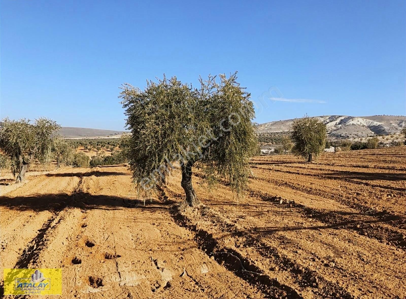 Satlık Kilis Polateli Sögütlü Köyünde Yatırım İçin Kupon Arazi - Görsel 4