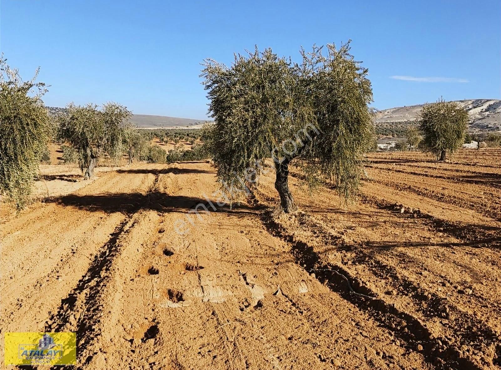 Polateli Söğütlü Köyü Satılık Bağ & Bahçe Satlık Kilis Polateli Sögütlü Köyünde Yatırım İçin Kupon Arazi