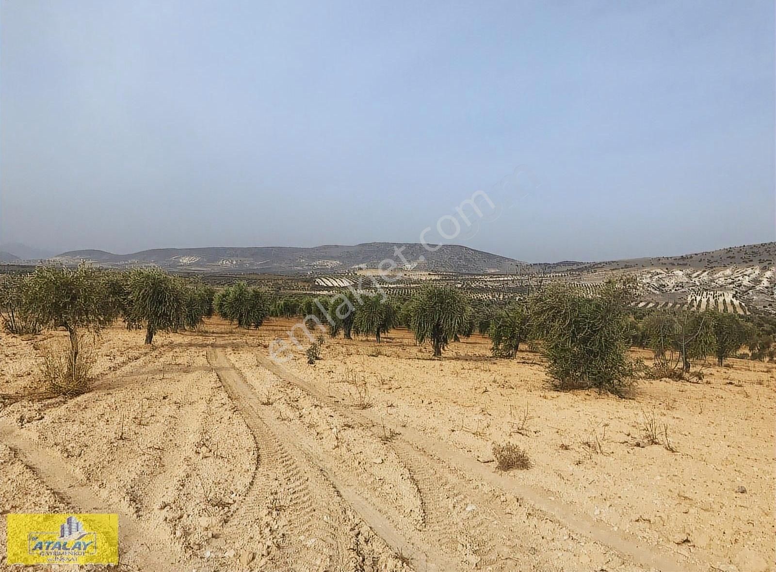 Satlık Kilis Polateli Sögütlü Köyünde Yatırım İçin Kupon Arazi - Görsel 8