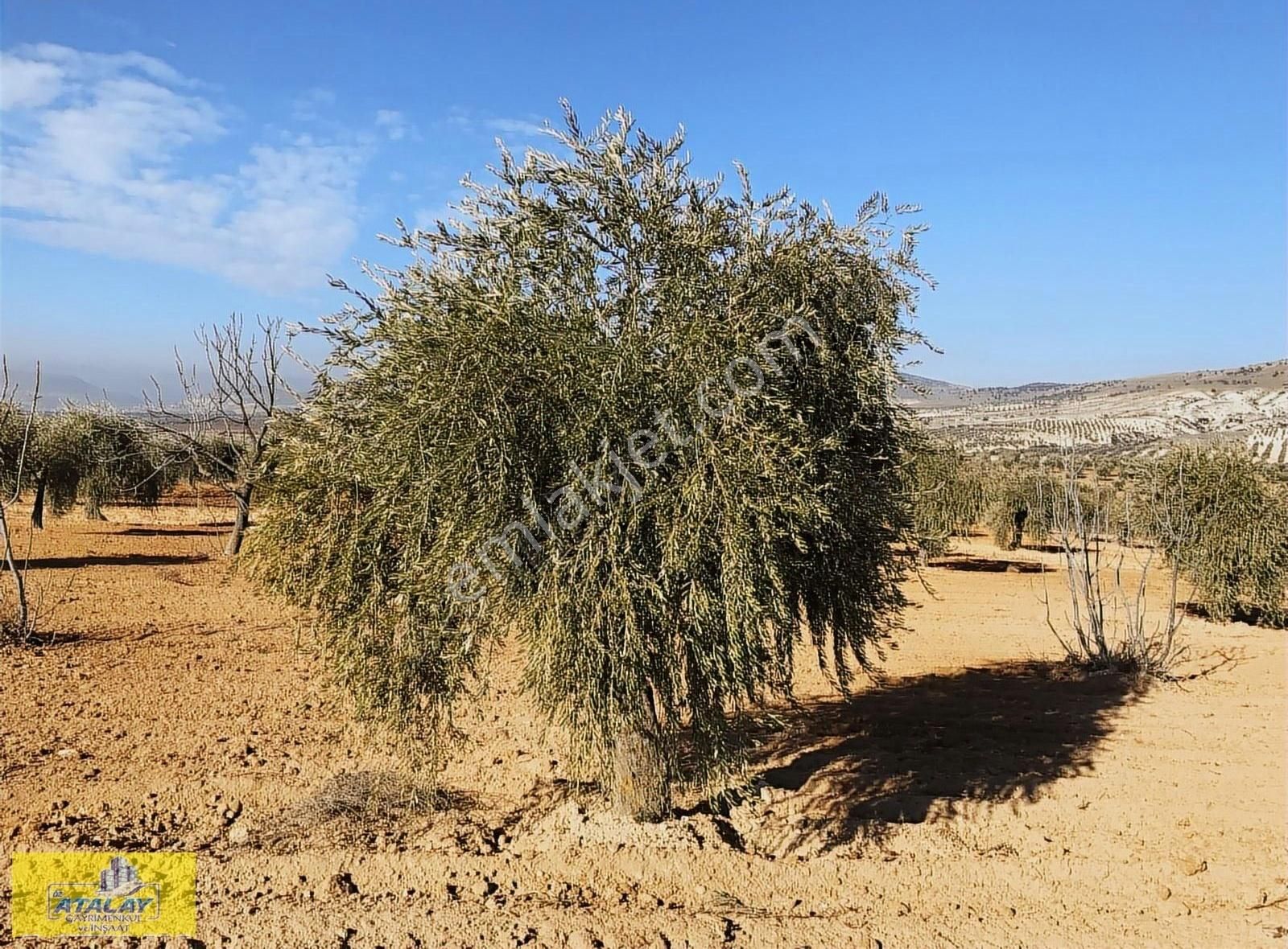 Satlık Kilis Polateli Sögütlü Köyünde Yatırım İçin Kupon Arazi - Görsel 9