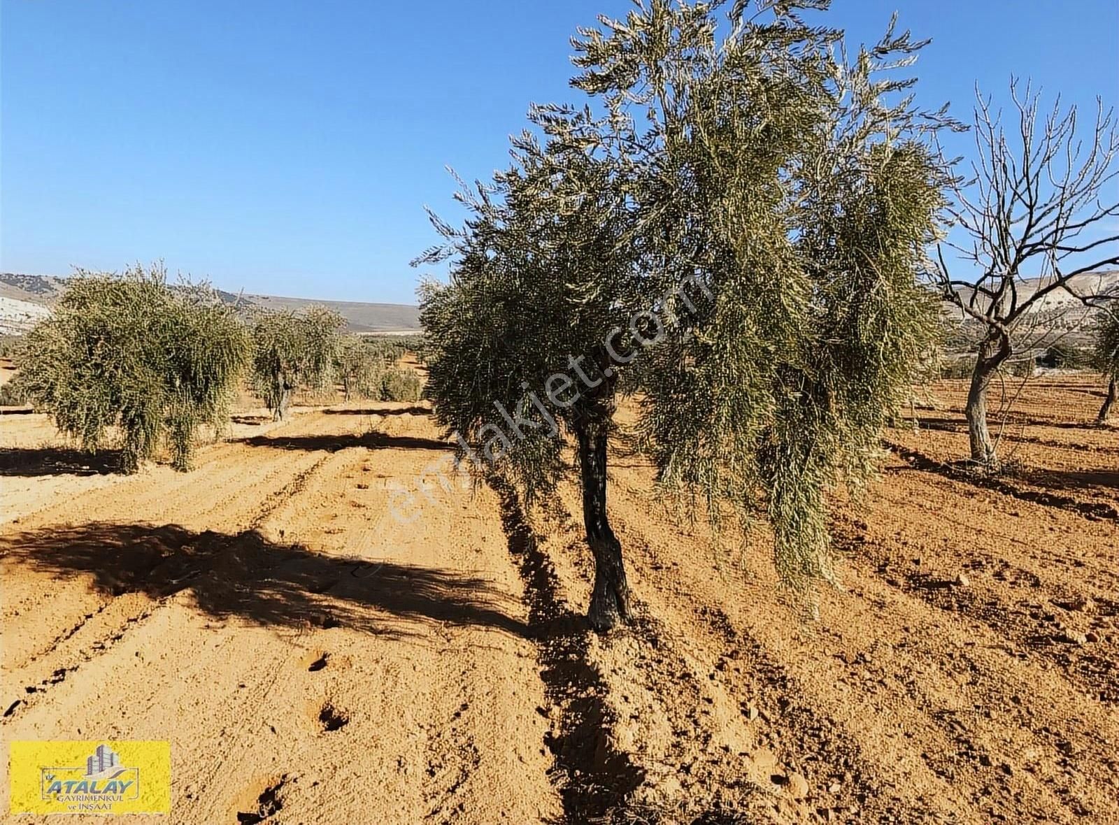 Satlık Kilis Polateli Sögütlü Köyünde Yatırım İçin Kupon Arazi - Görsel 2