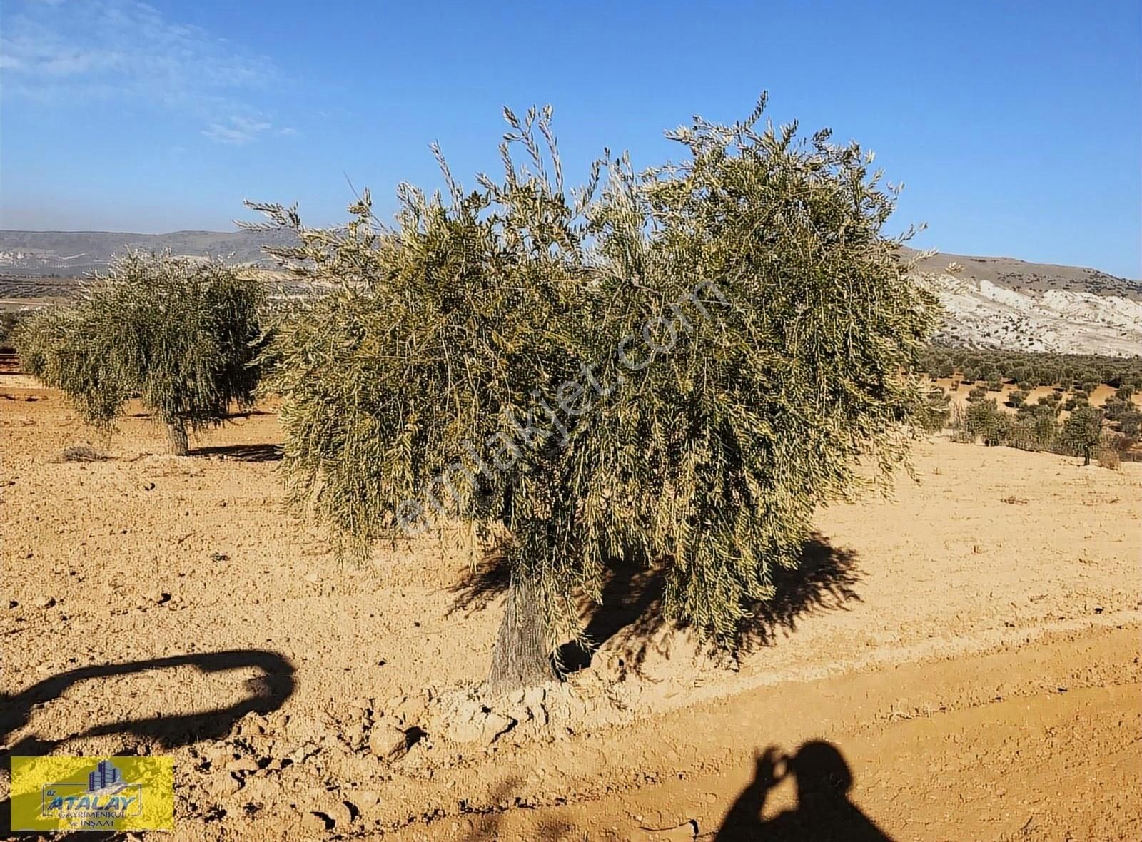 Satlık Kilis Polateli Sögütlü Köyünde Yatırım İçin Kupon Arazi - Görsel 6
