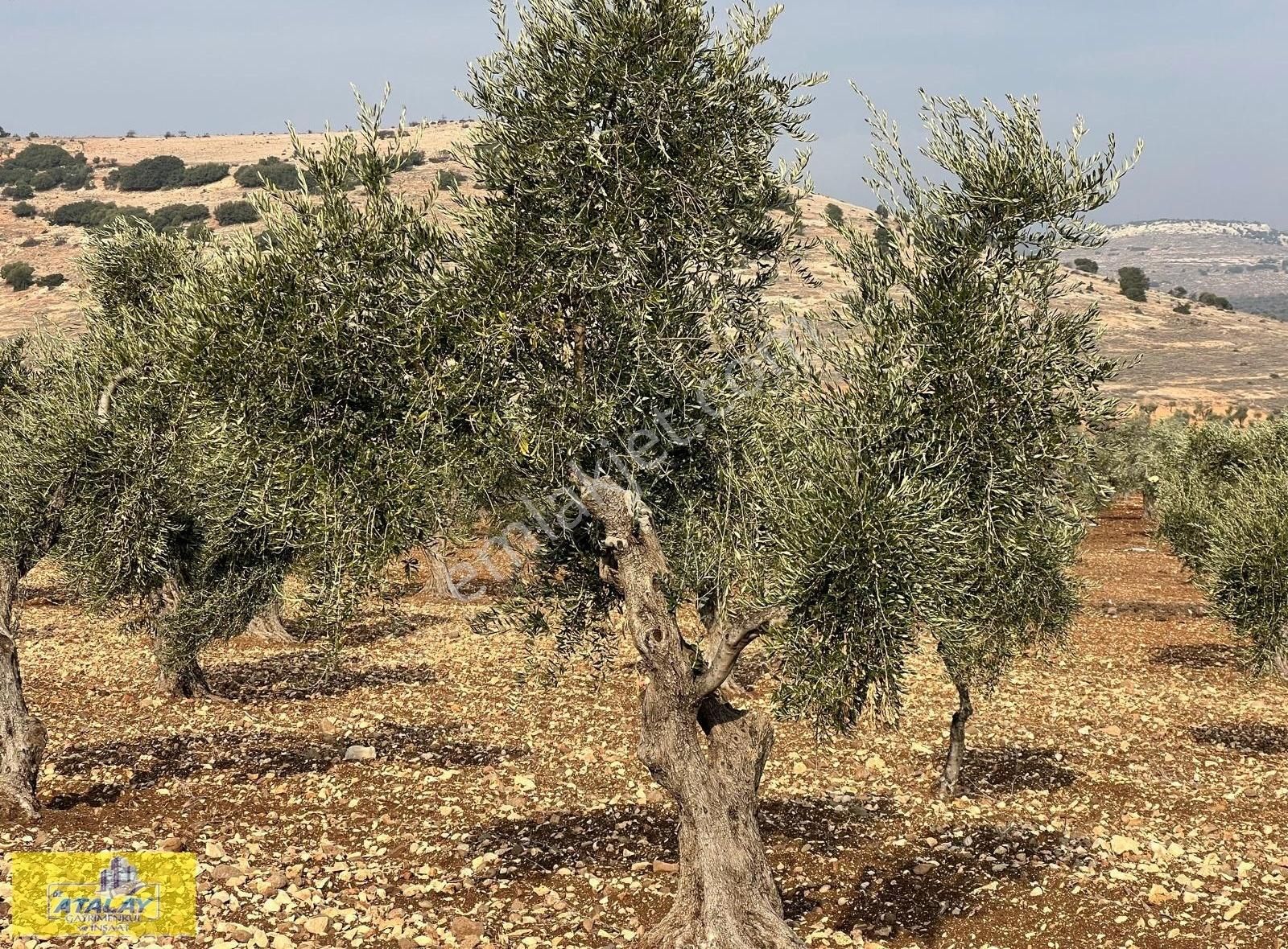 Kilis Merkez Çukuroba Köyü Satılık Zeytinlik Öz Atalay Gayrimenkulden 3916 Metre Tonluk Zeytin Bahçesi