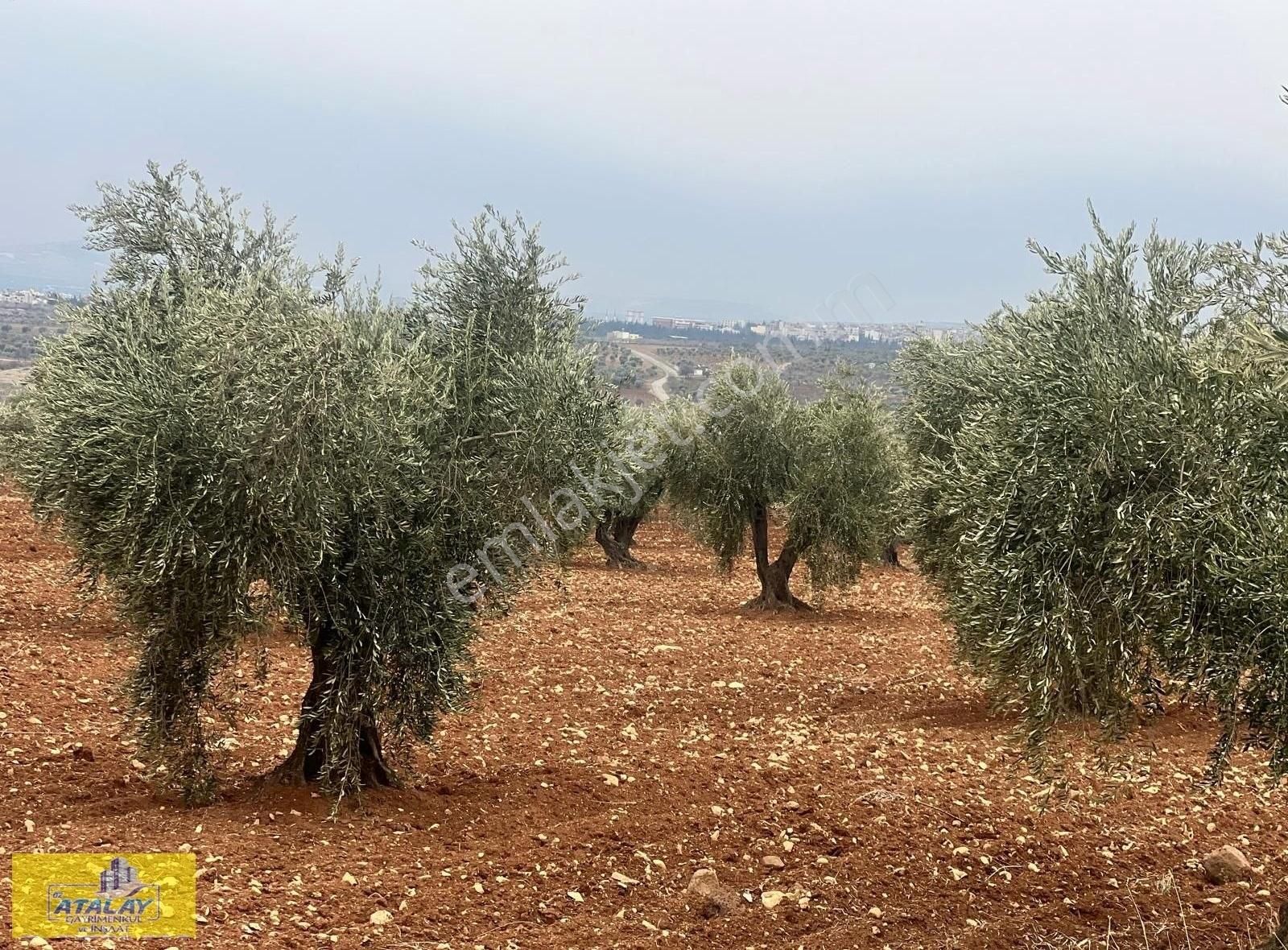 Kilis Merkez Kuskunkıran Köyü Satılık Zeytinlik Öz Atalay Gayrimenkulden 2276 Metre Tonluk Zeytin Bahçesi 24agaç