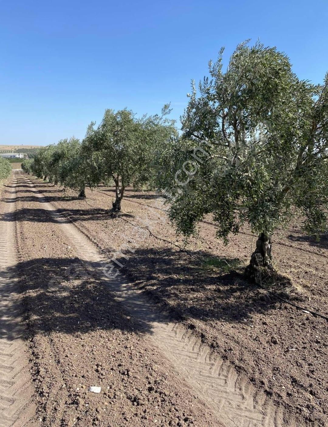 Akhisar Kapaklı Satılık Tarla Kapaklı'da Satılık Zeytinli Tarla