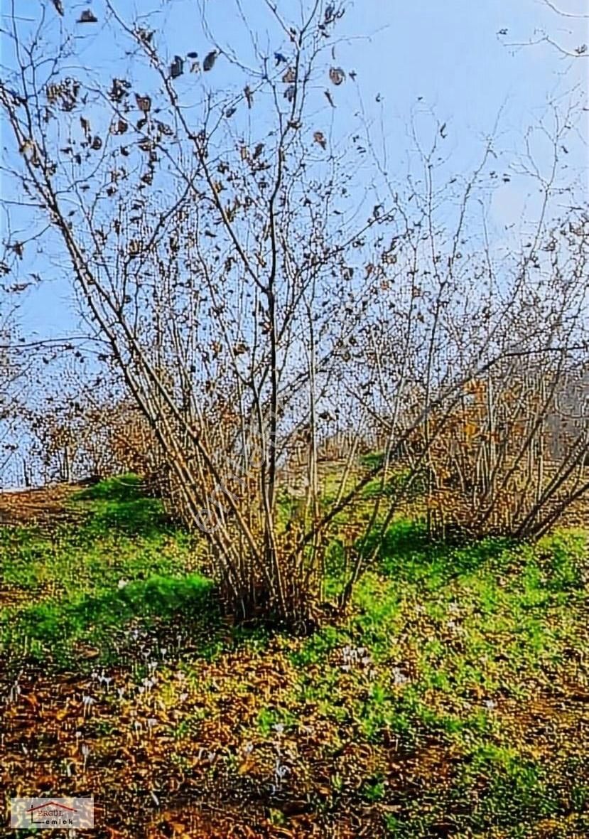 Karasu Ardıçbeli Satılık Tarla Karasu' Da Satılık Fındıklık