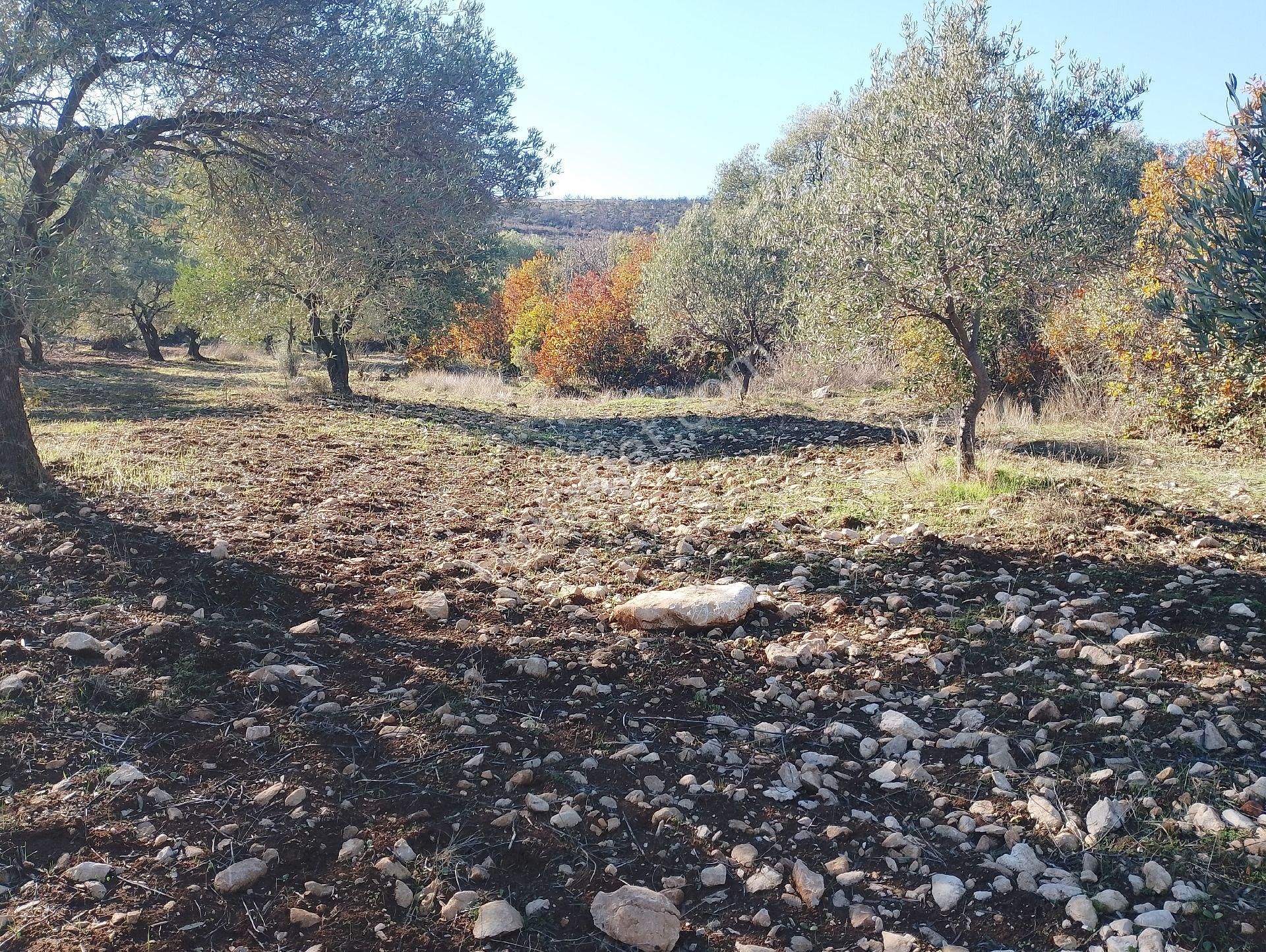 Saruhanlı Sarısığırlı Satılık Zeytinlik Uzun Emlak'tan Saruhanlı Sarısığırlı'sa Tek Tapu Zeytinlik