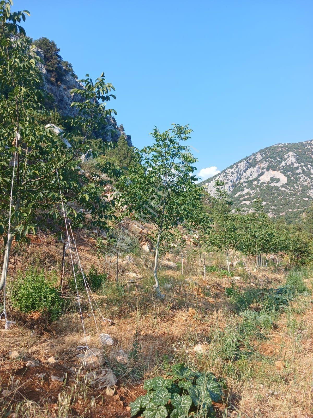 Akseki Murtici Taslıca Da Satılık 13 Dönüm Bahçe - Görsel 14