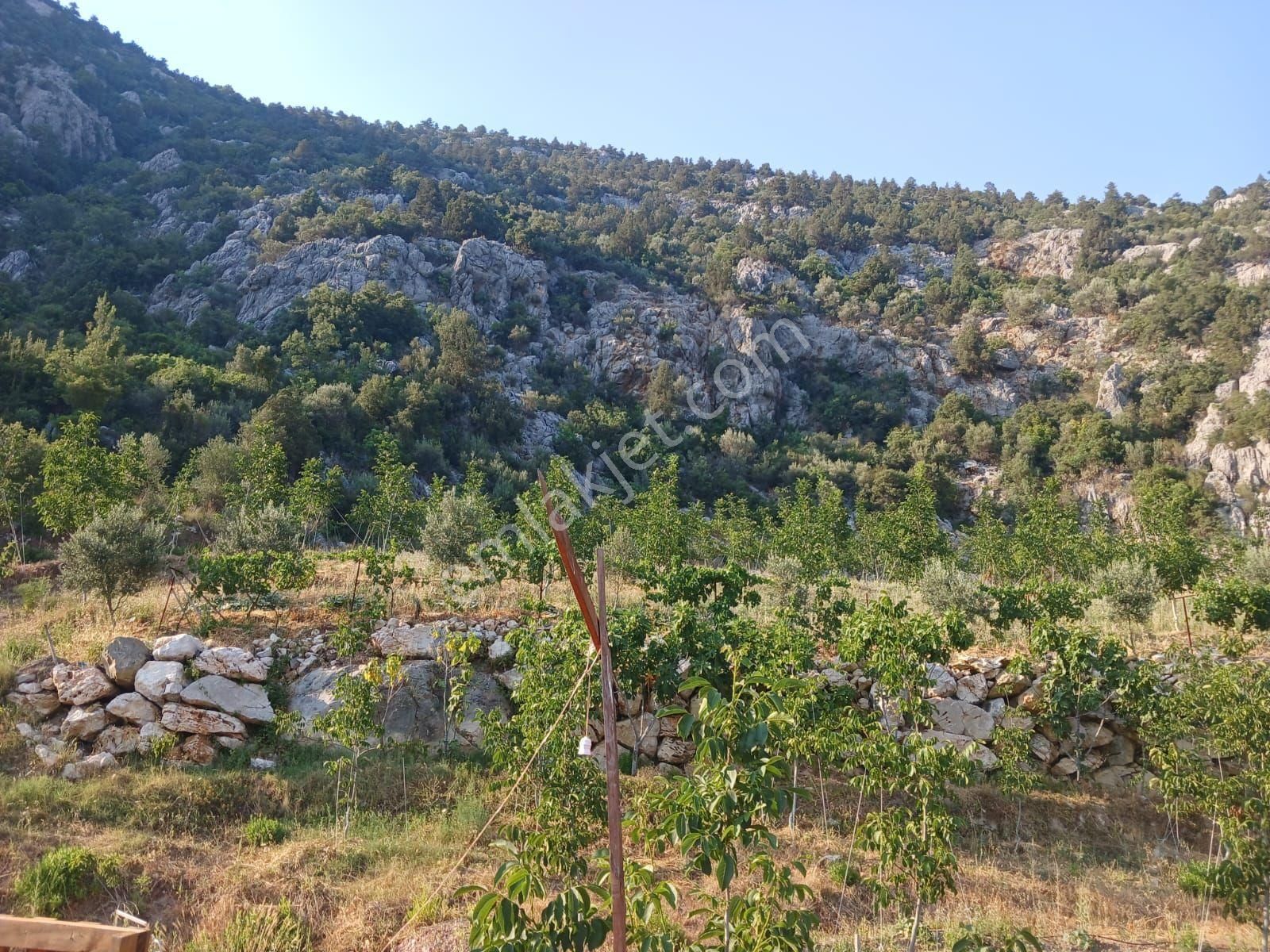Akseki Murtici Taslıca Da Satılık 13 Dönüm Bahçe - Görsel 12