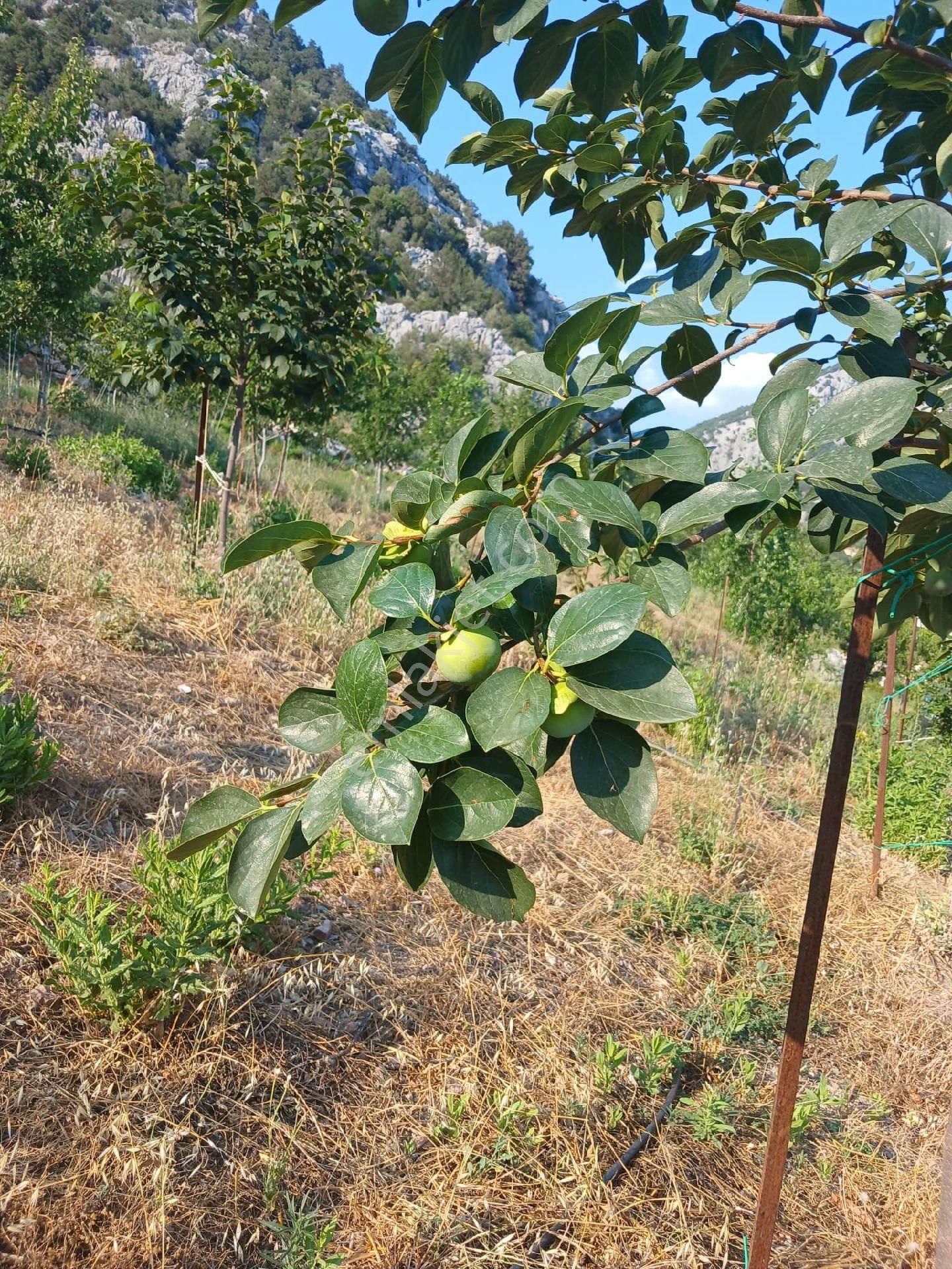 Akseki Murtici Taslıca Da Satılık 13 Dönüm Bahçe - Görsel 2