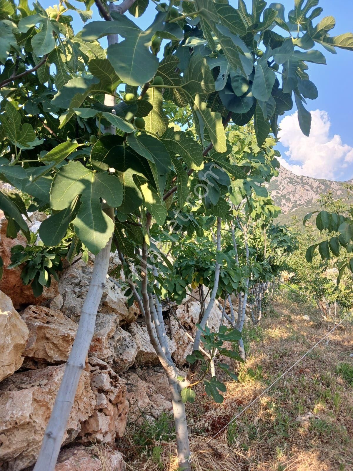 Akseki Murtici Taslıca Da Satılık 13 Dönüm Bahçe - Görsel 26